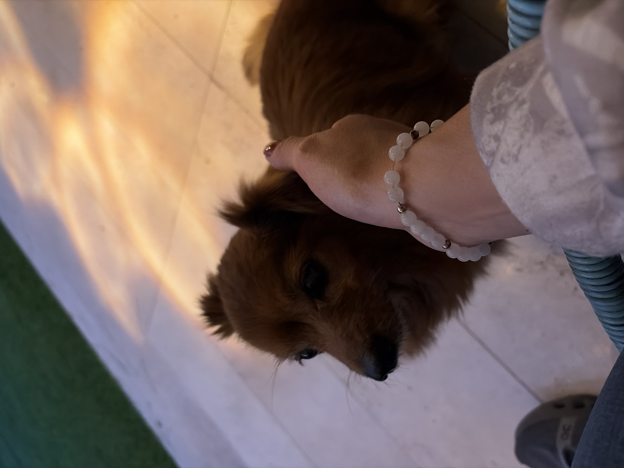 Person pets brown dog indoors in Cuernavaca home