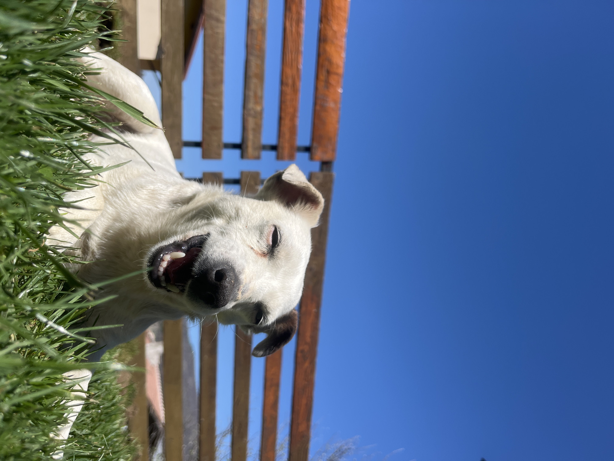 White dog rests in grass near wooden structure in Vladaya