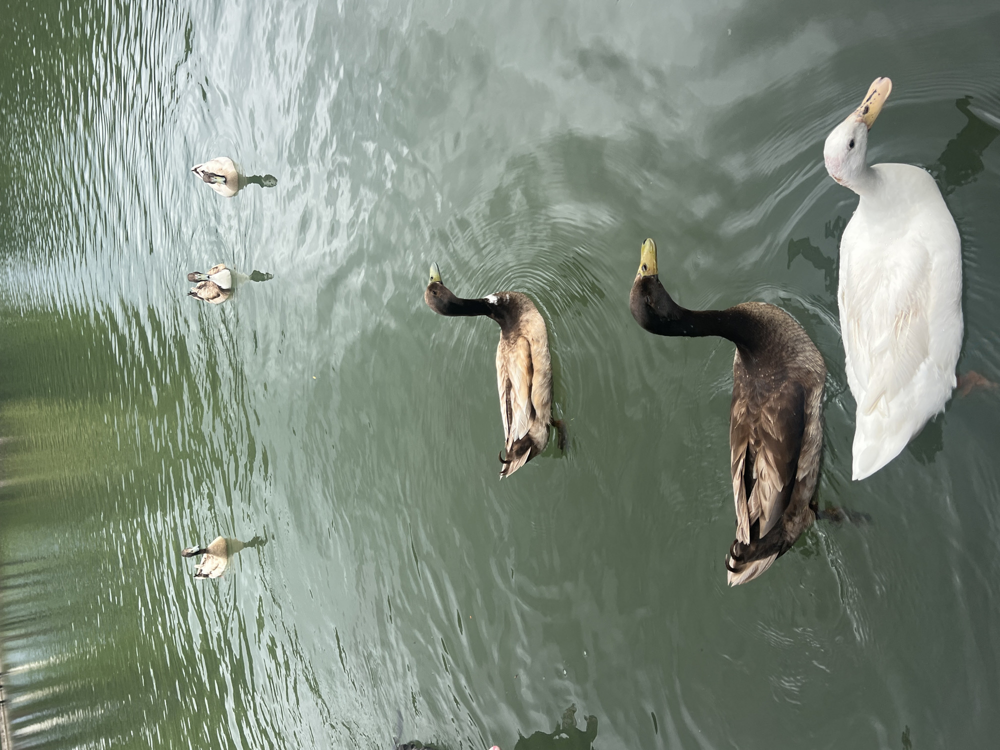 Ducks and ostrich spotted at Bulgarian animal enclosure