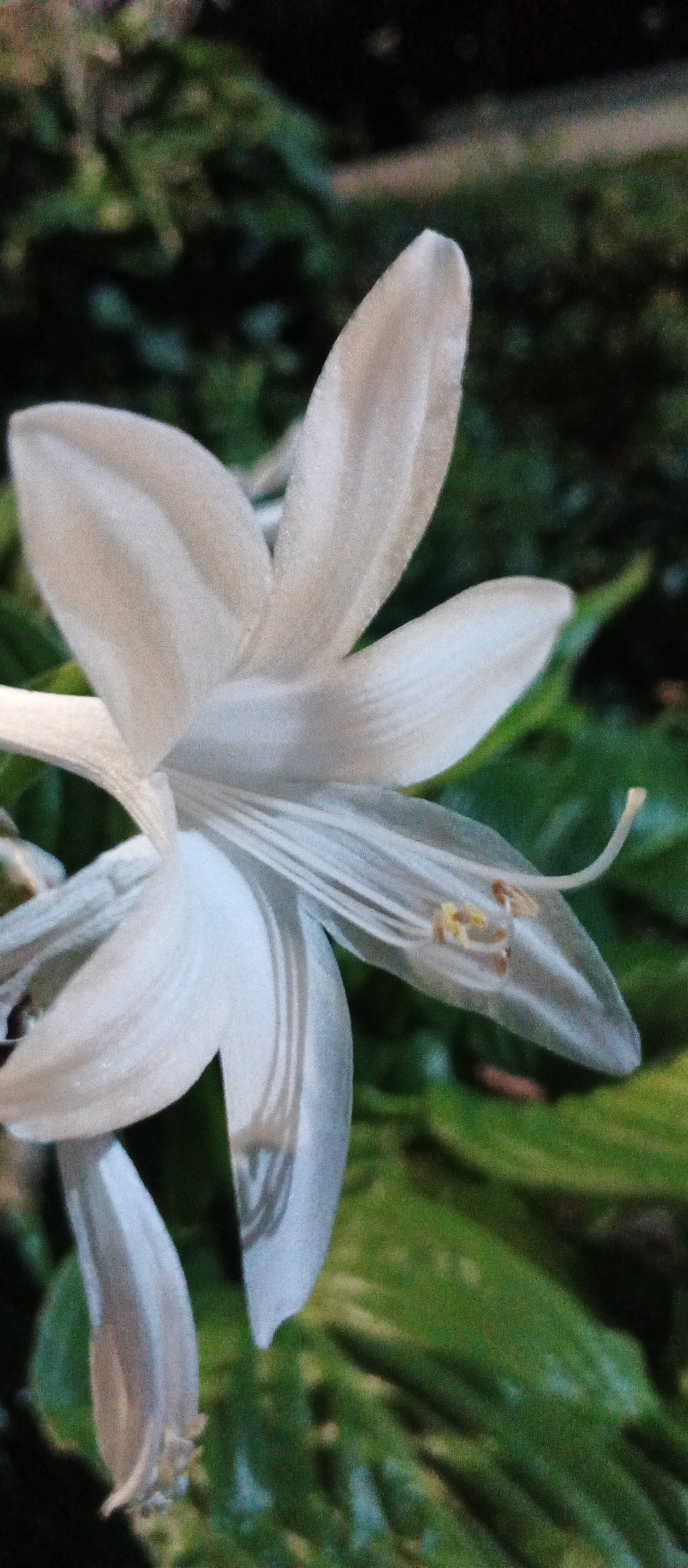 Evening macro garden photography in Mukachevo, Ukraine