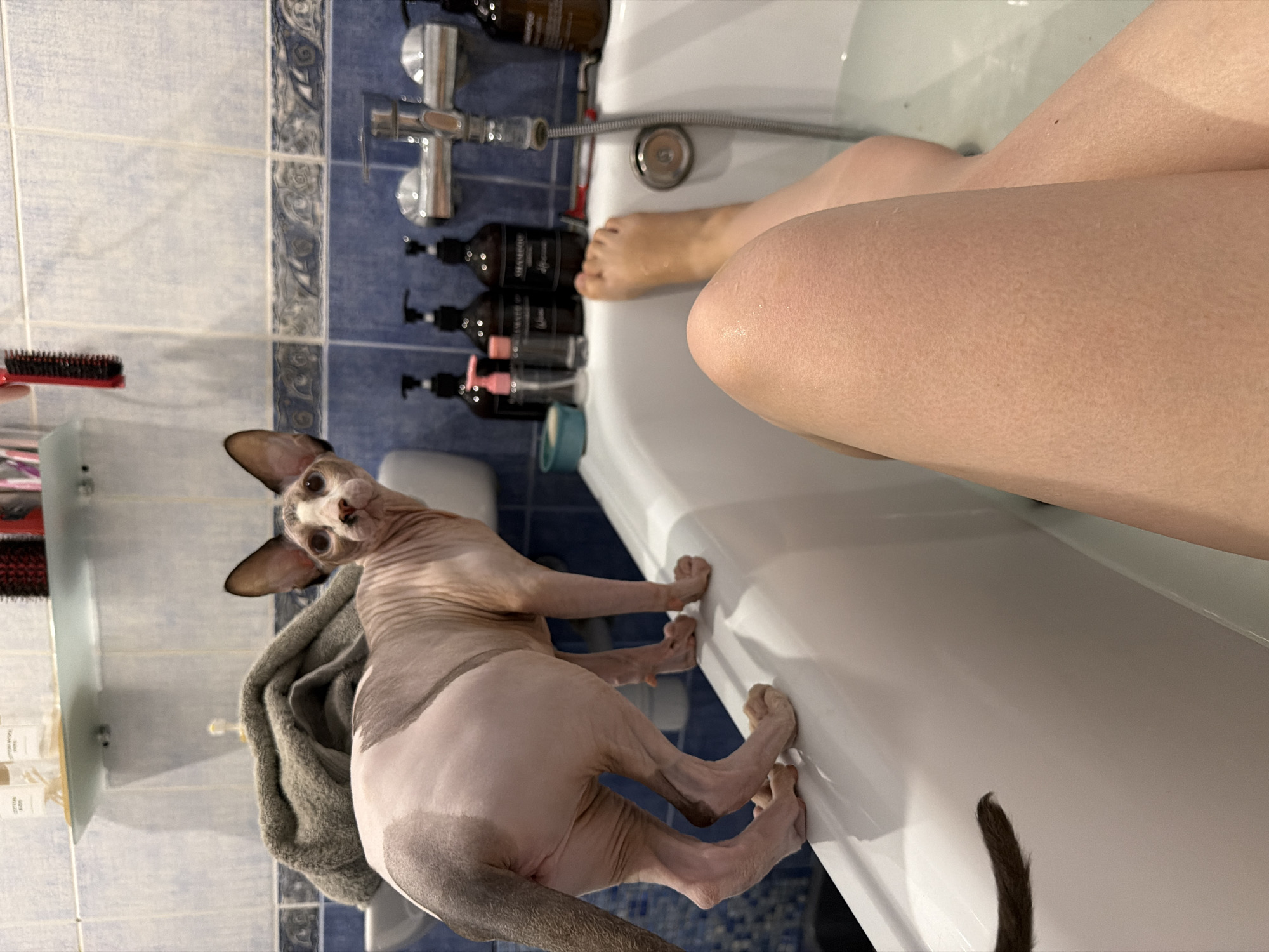 Sphynx and tabby cats at home in Odesa