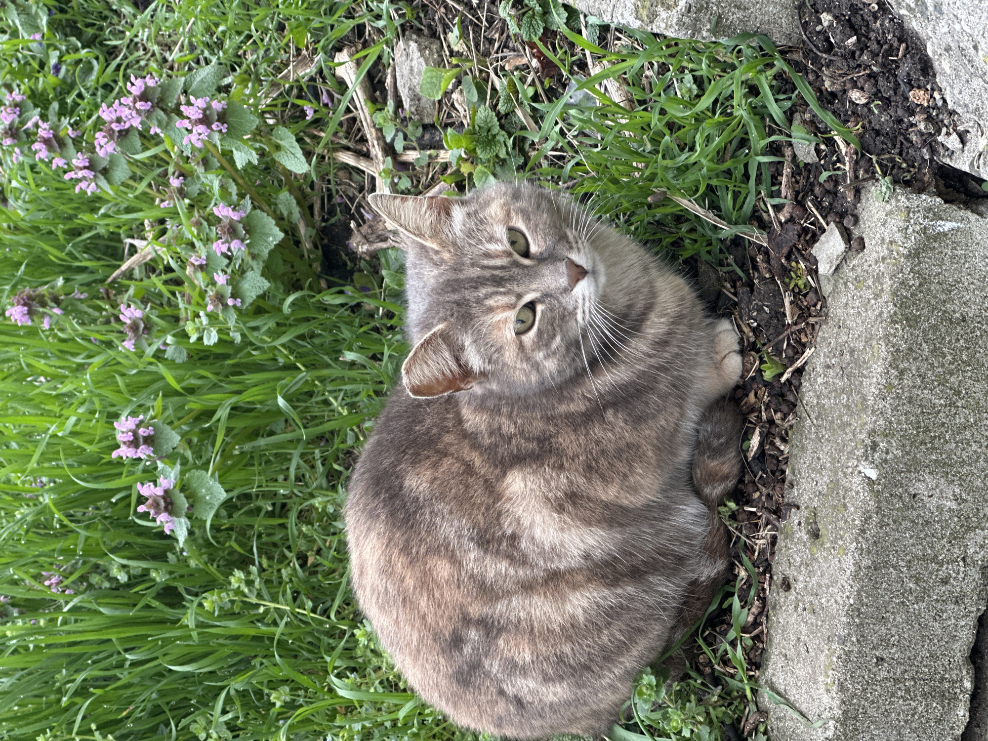 Morning moments in Burgas: cat sightings and car selfie
