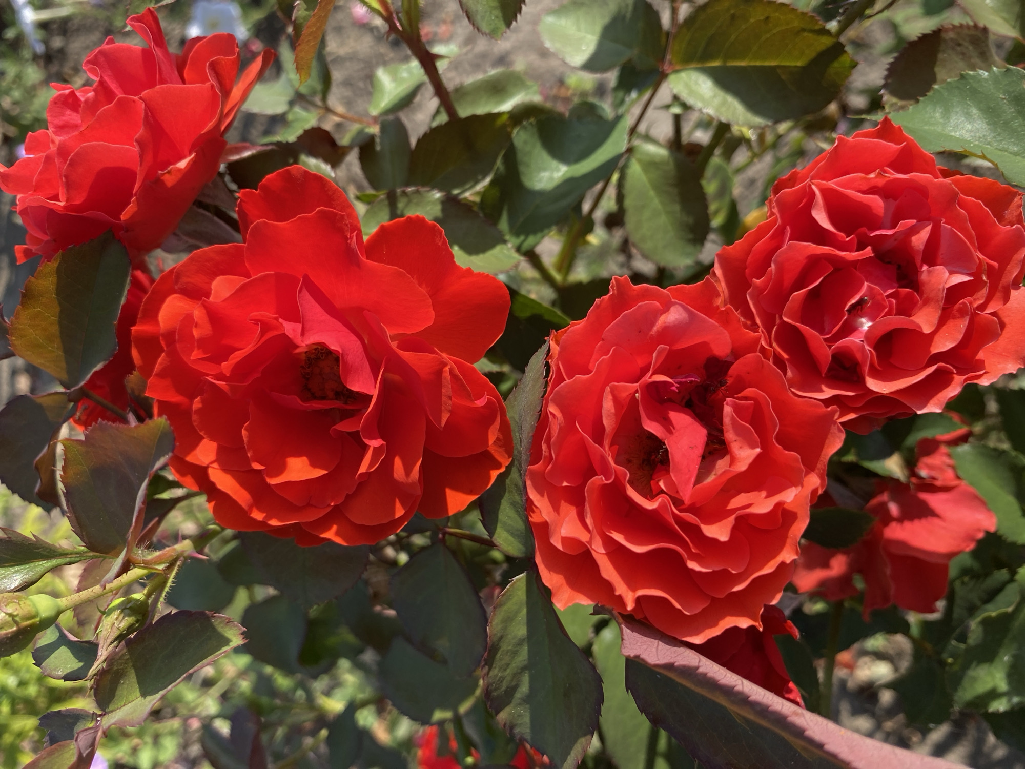 A Russian garden in peak summer bloom, flower by flower