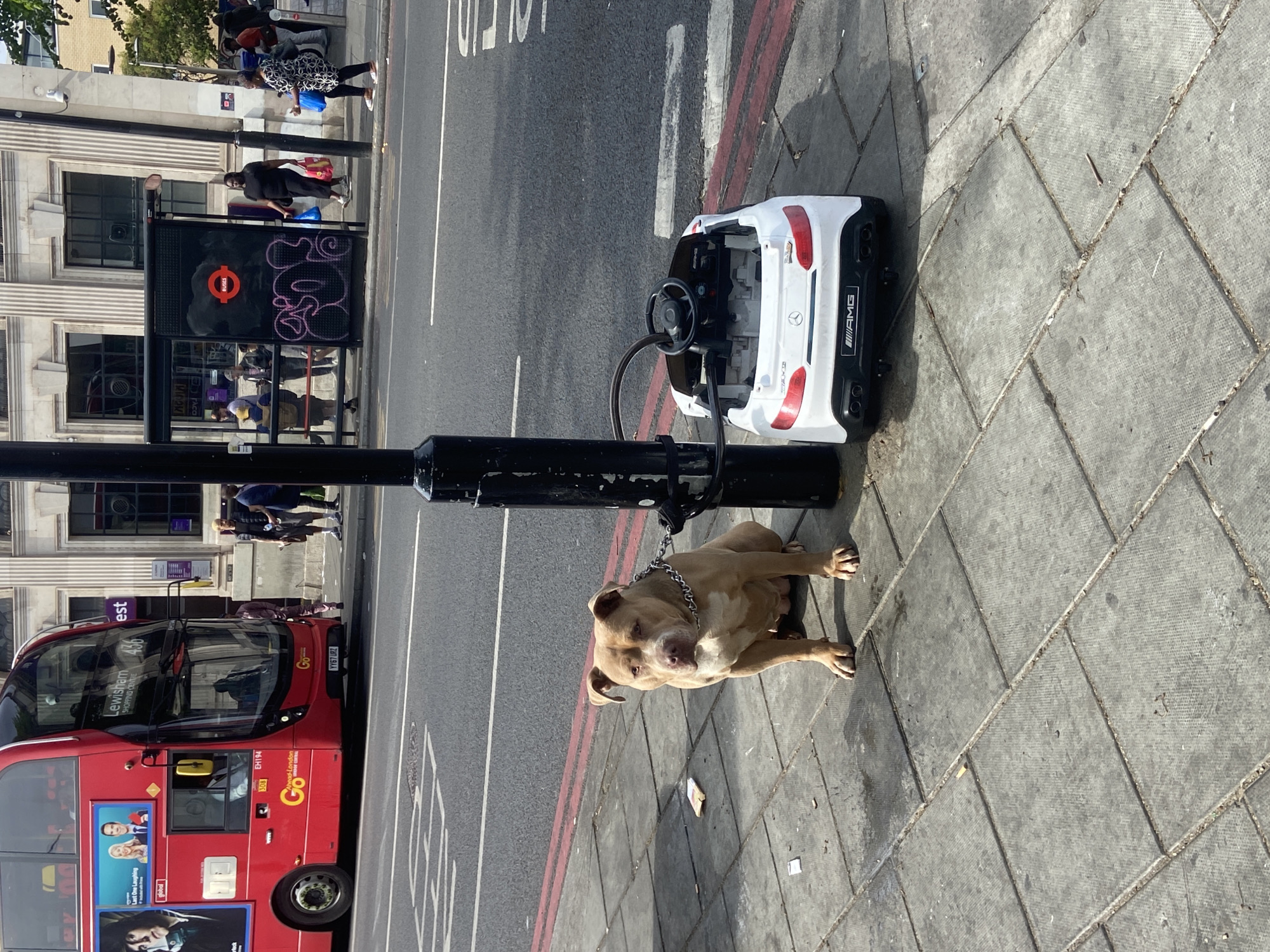 Dog tied to lamppost on London sidewalk
