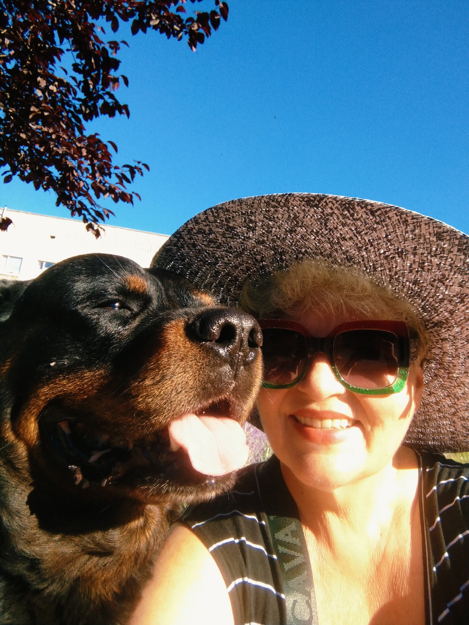 Park stroll with a Rottweiler among summer blooms in Ukraine
