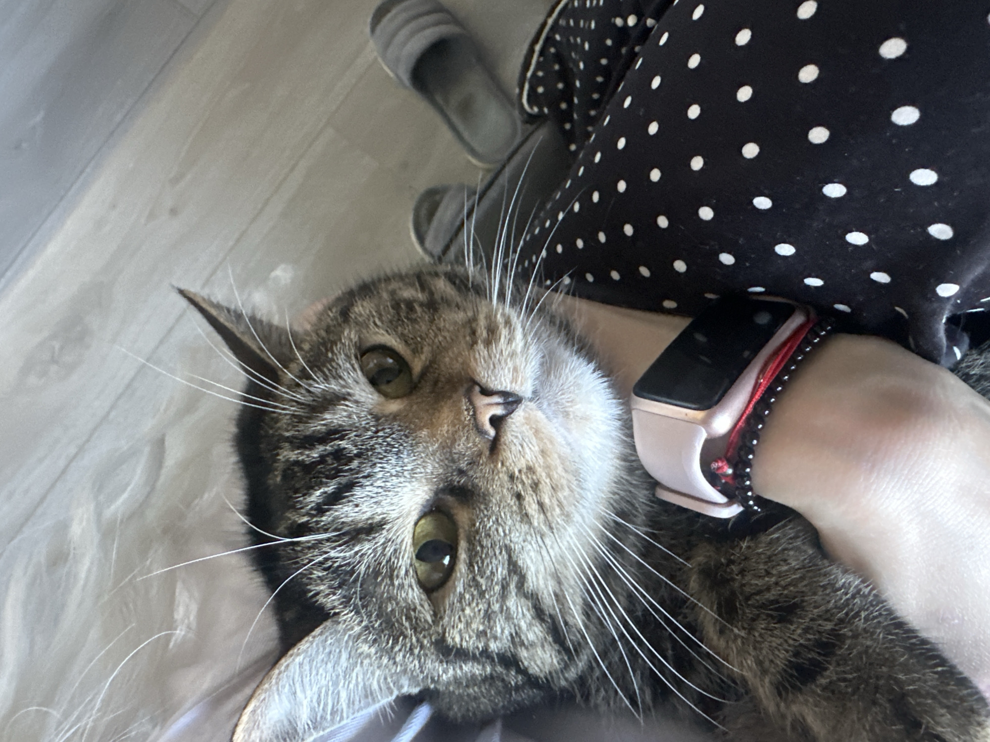 Tabby cat photographed in quiet indoor moment in Stavropol