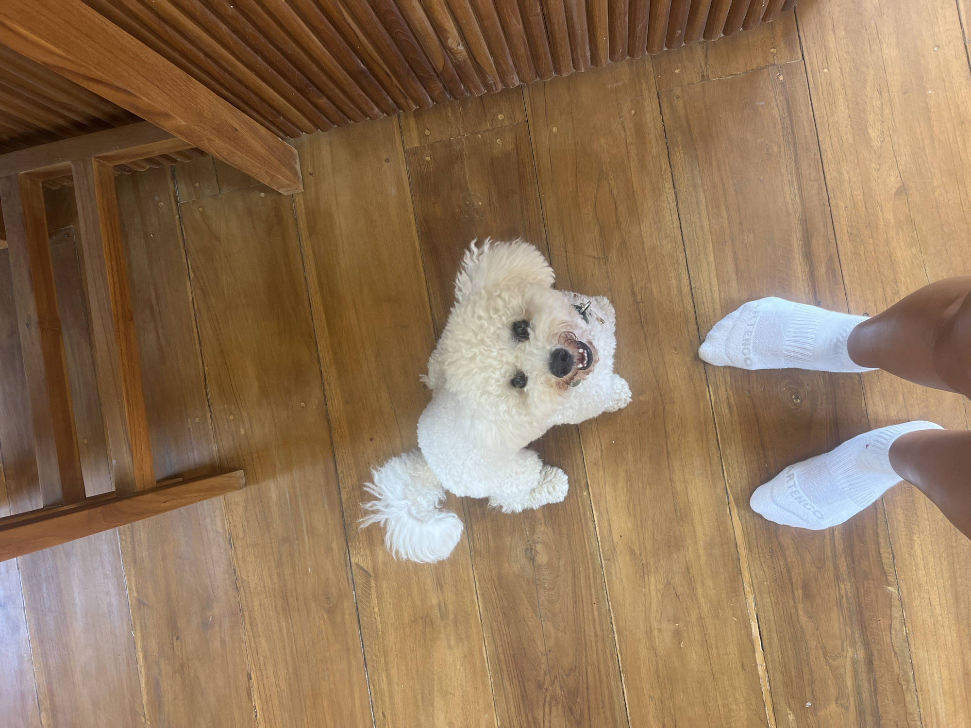 Bichon Frise named Murfy chills at home in Kediri