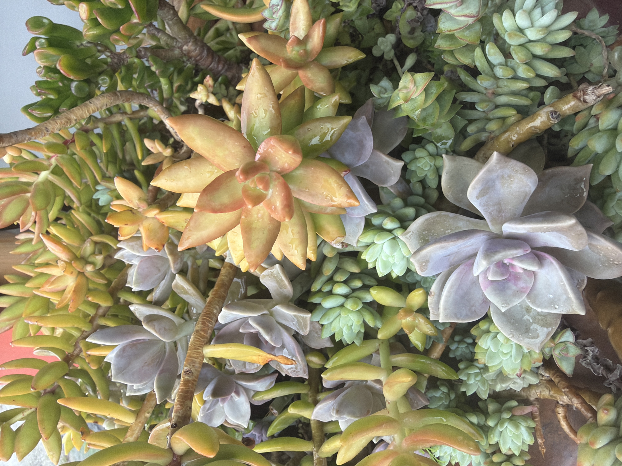Morning visit to Vietnamese plant nursery with dog companion