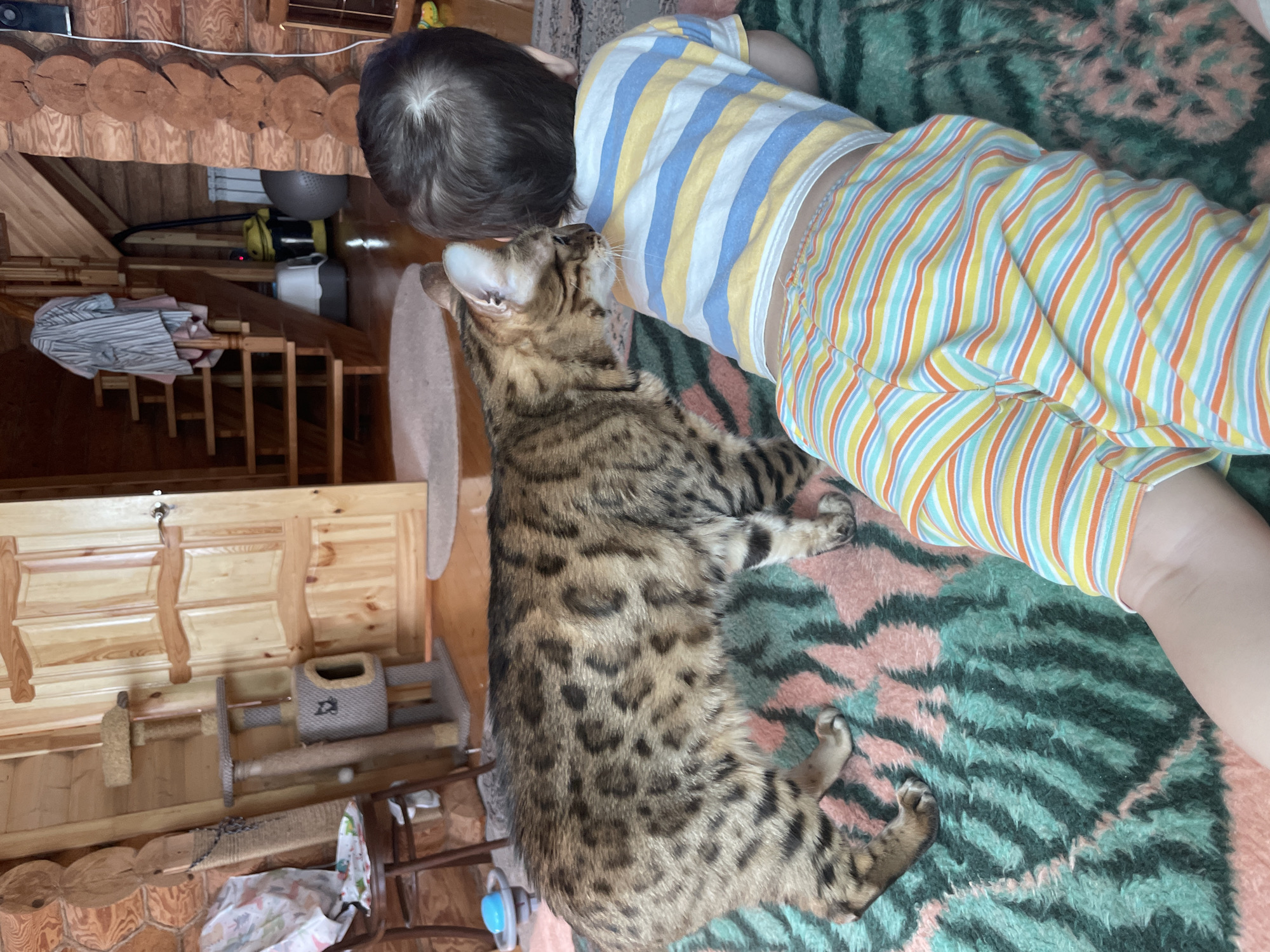 Morning domestic life: child plays with cat, toy register