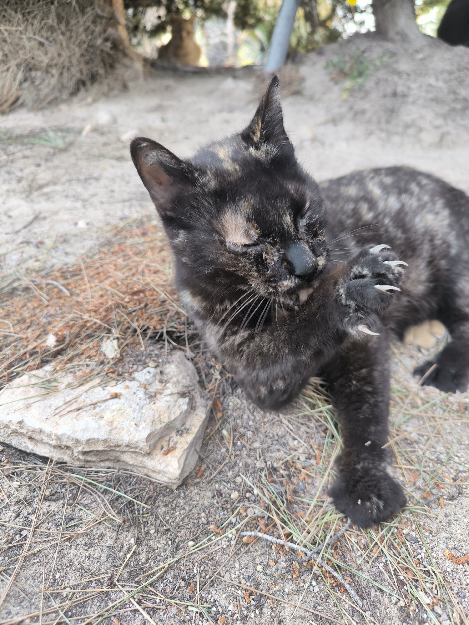 Three cats spotted in outdoor sandy area Wednesday afternoon