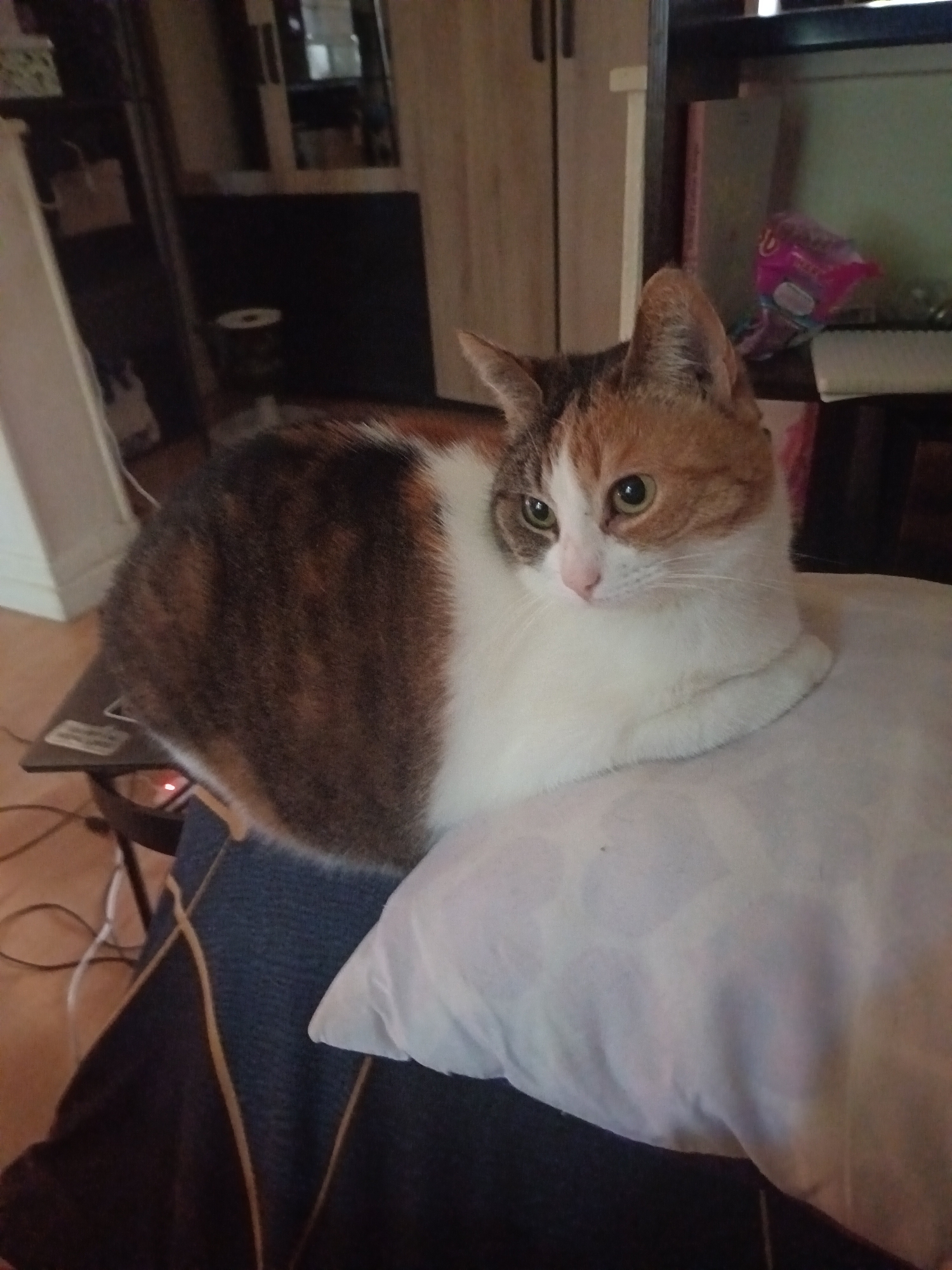 Calico cat rests on pillow in cozy Toulouse home
