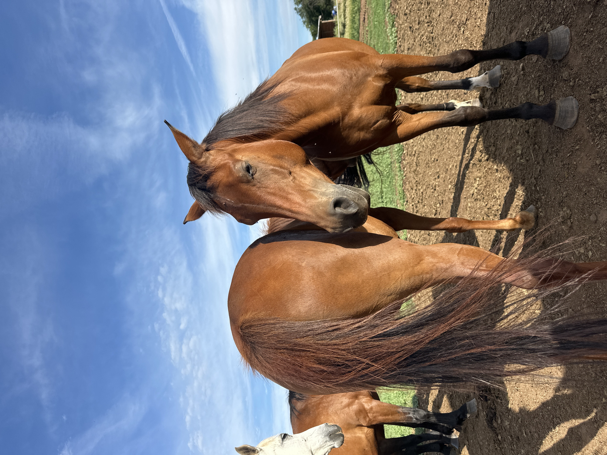 Horses in a fenced field under a clear Bulgarian sky