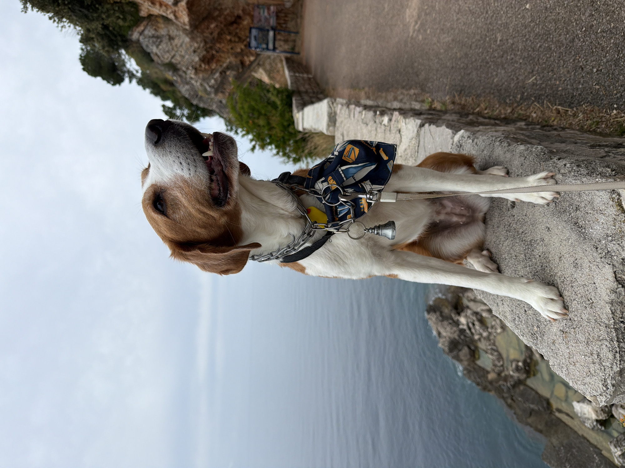 Dog in sailboat bandana rests on stone wall in Montenegro
