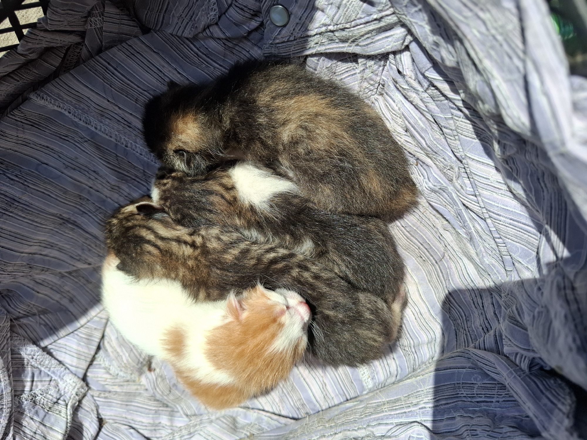 Four kittens found sleeping together on striped fabric