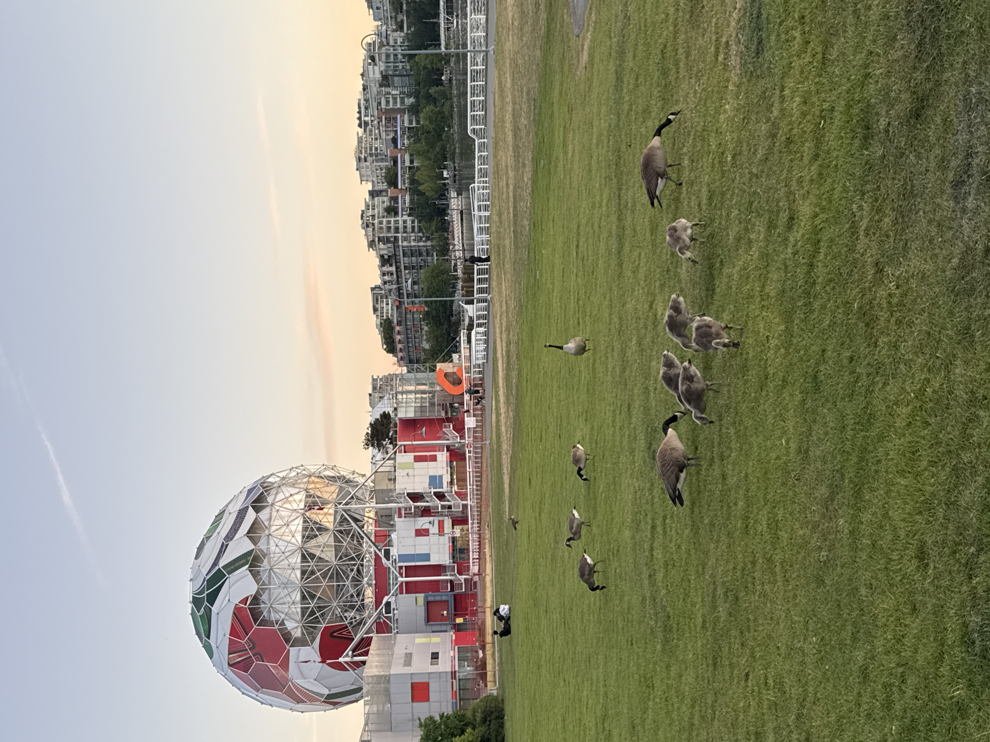 Canada geese families graze near Vancouver's Science World at dawn