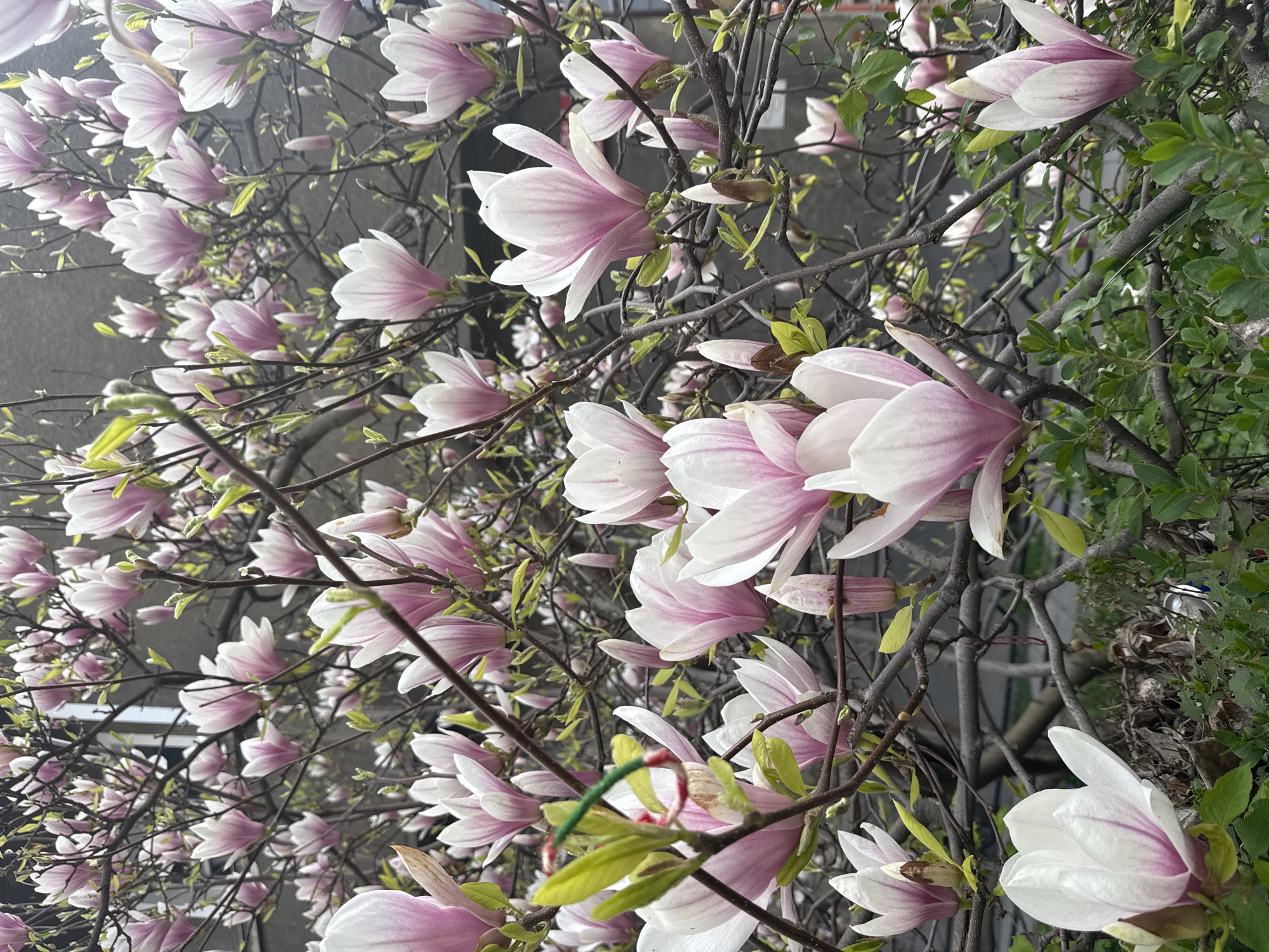 Magnolia tree blooms with pink-white flowers in Sofia