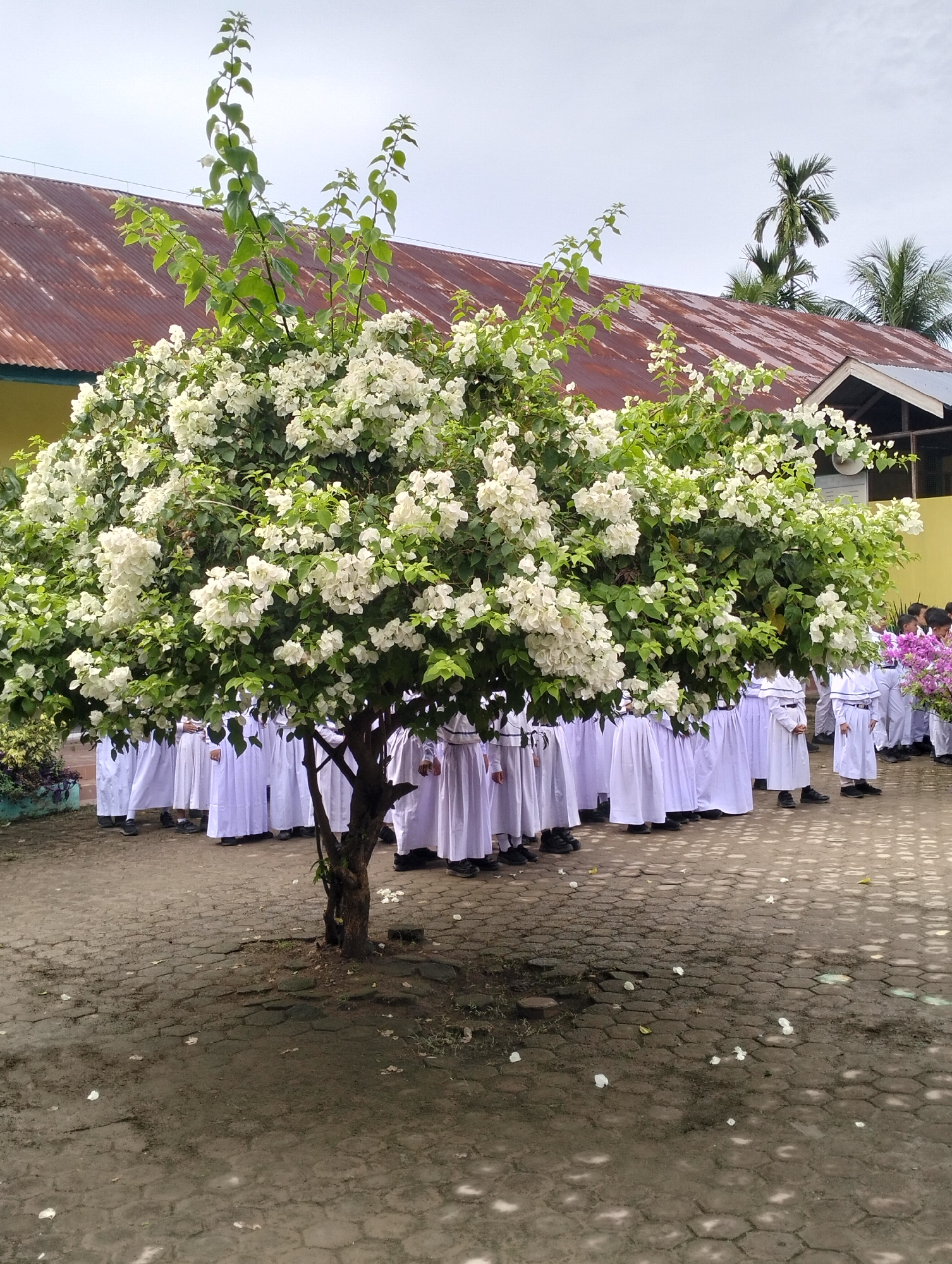 White-robed figures gather near flowering tree in Indonesia