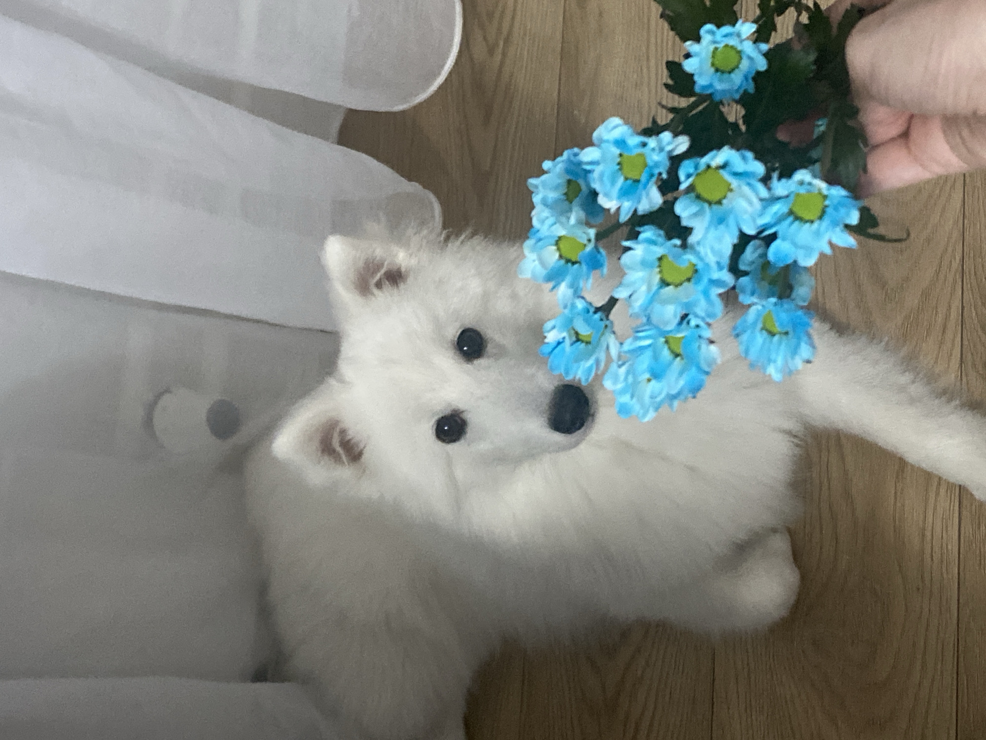 Samoyed and blue flowers share a quiet Moscow afternoon
