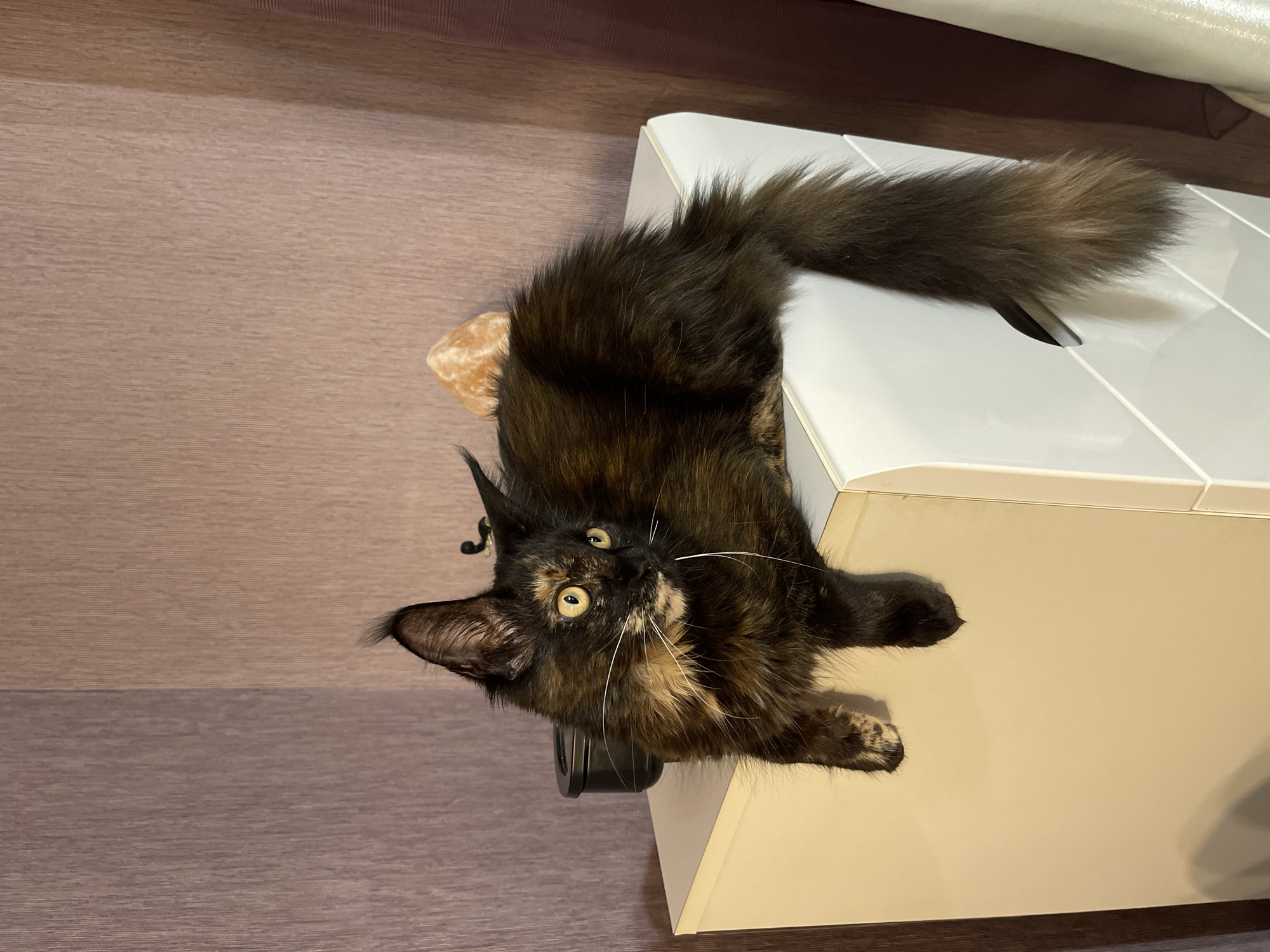 Tortoiseshell cat explores a quirky Varna apartment corner