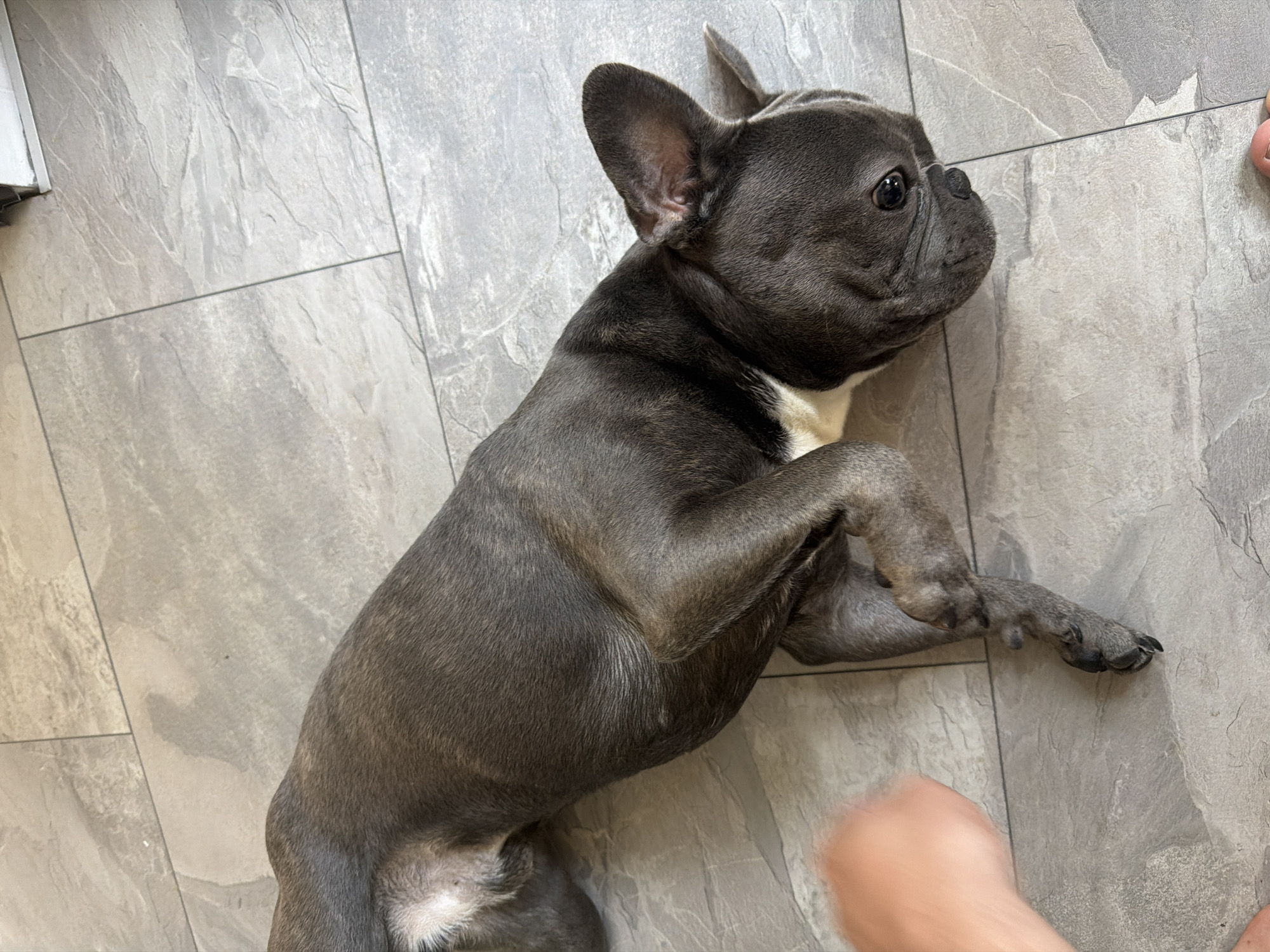 French Bulldog playtime and cooking in Ruse, Bulgaria