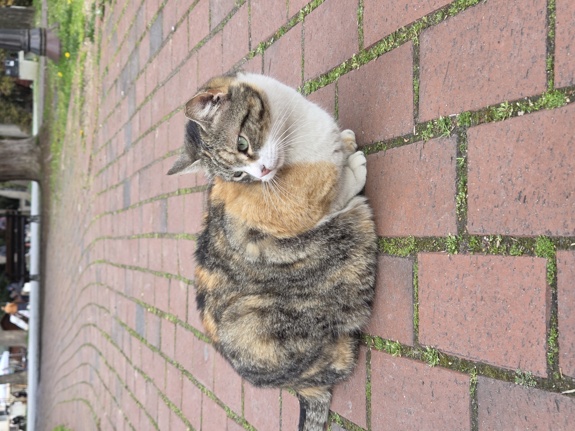 Quiet afternoon in Varna park with cats, locals documented