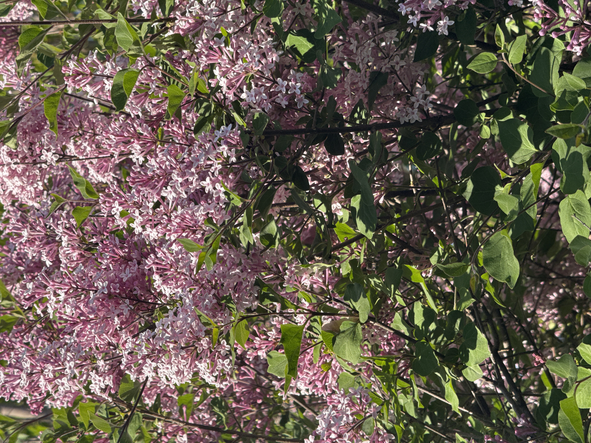 Evening stroll documented through sunny Gatineau residential neighborhood