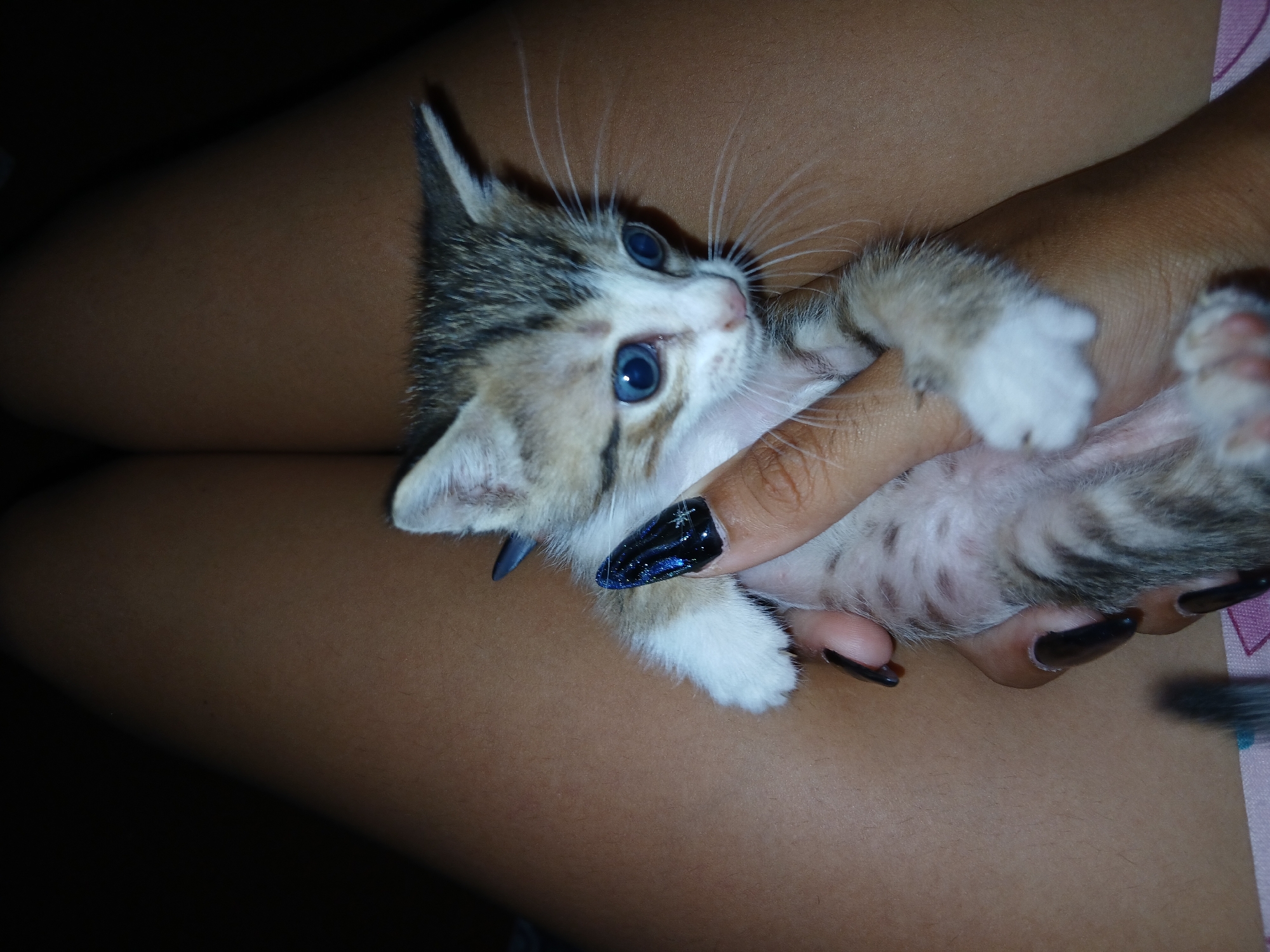 Kitten found shelter in slipper, documented in Altagracia