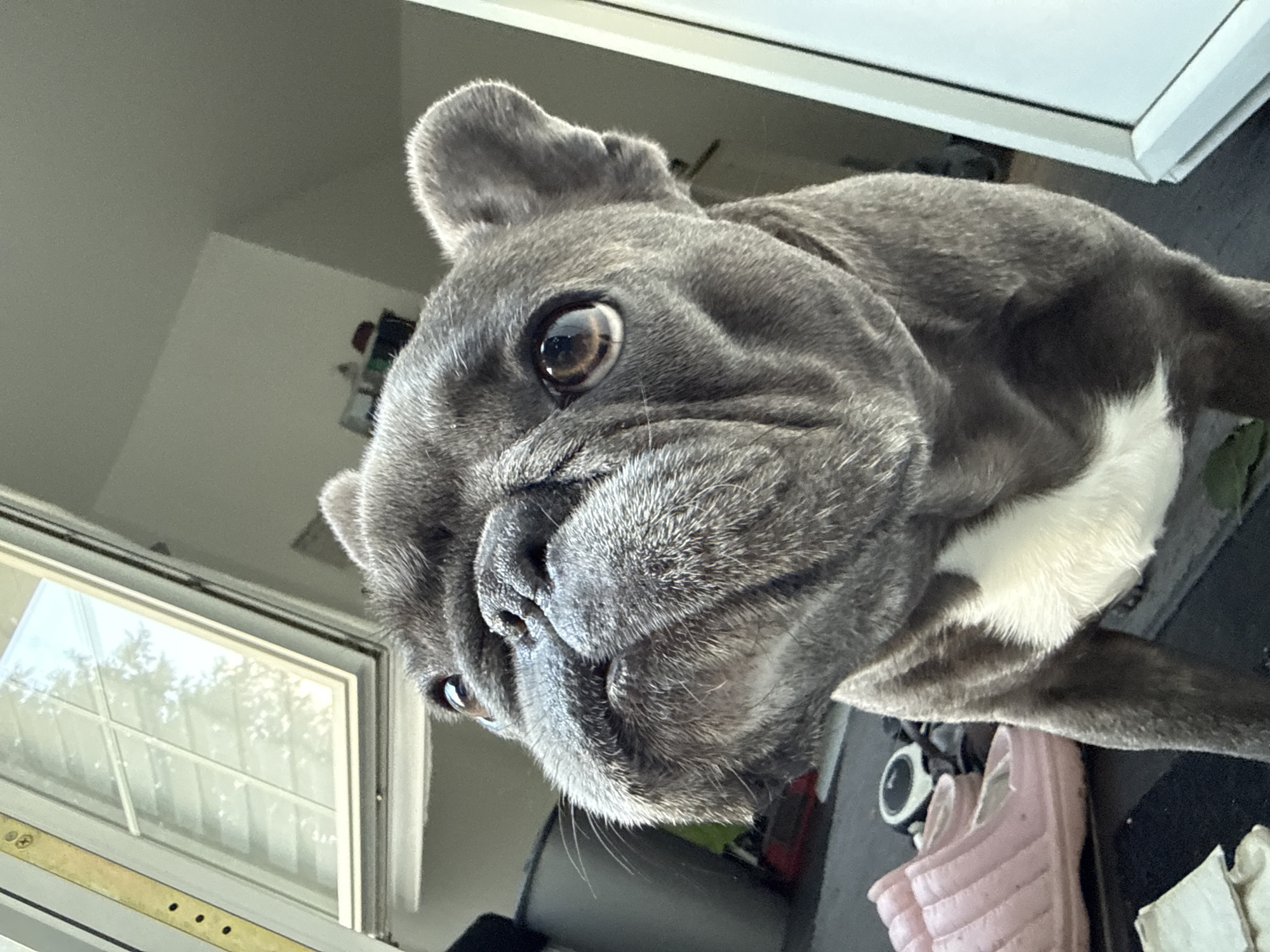 French Bulldog morning in Bad Sachsa, coffee and hydrangeas included