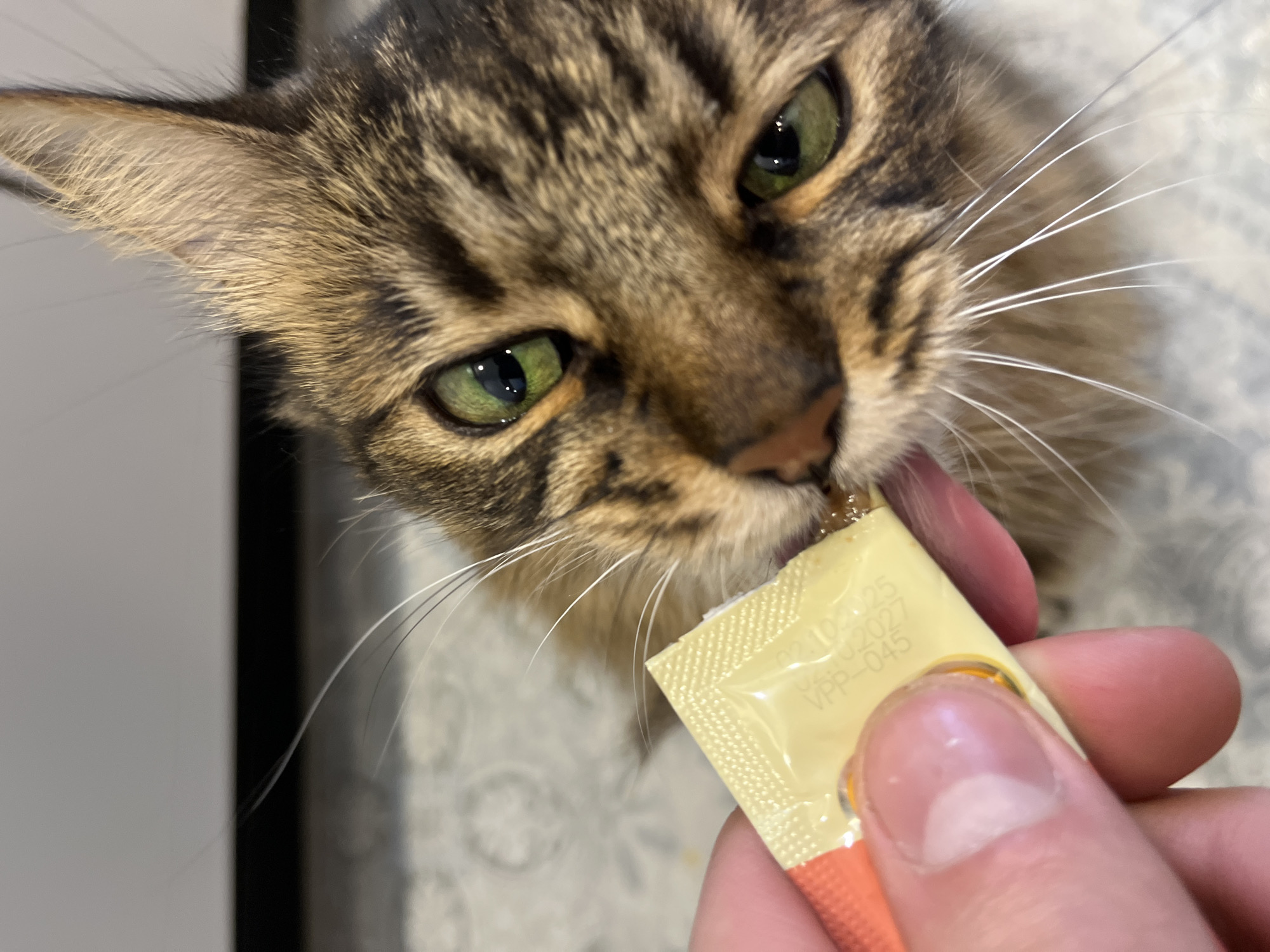 Tabby cat snack time, plus a desk setup in Babruysk