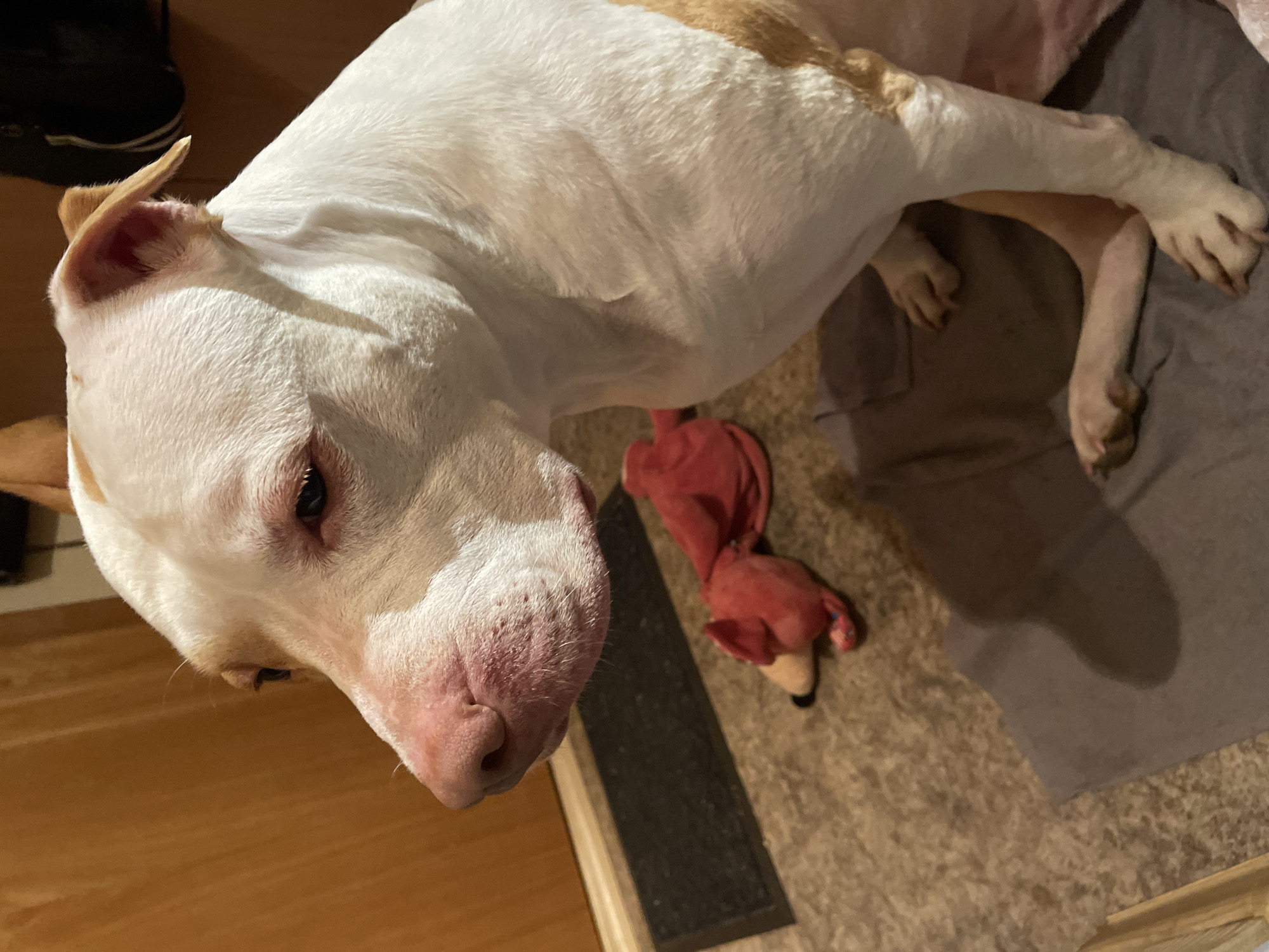 White and tan pit bull relaxing indoors with a plush toy