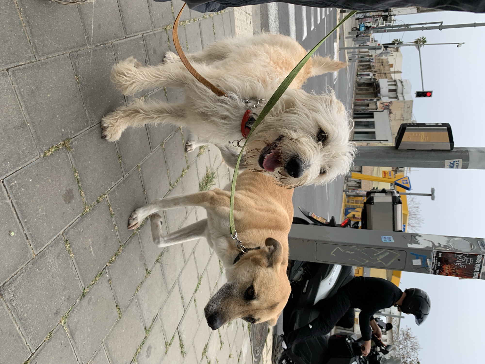 Tel Aviv street life: dogs, cats, graffiti, architecture
