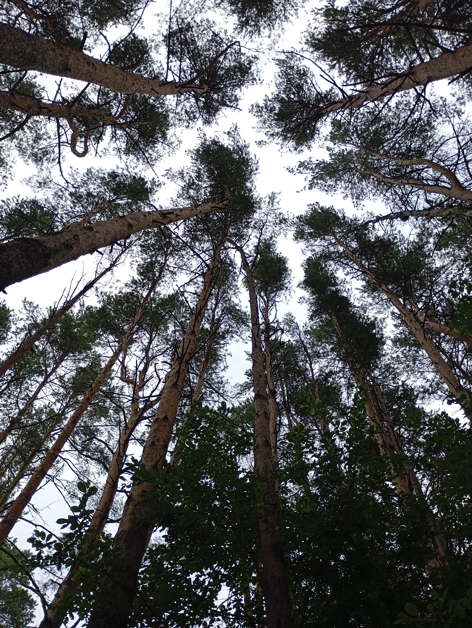 Pine forest, hanging sneakers, and wildflowers in rural Russia