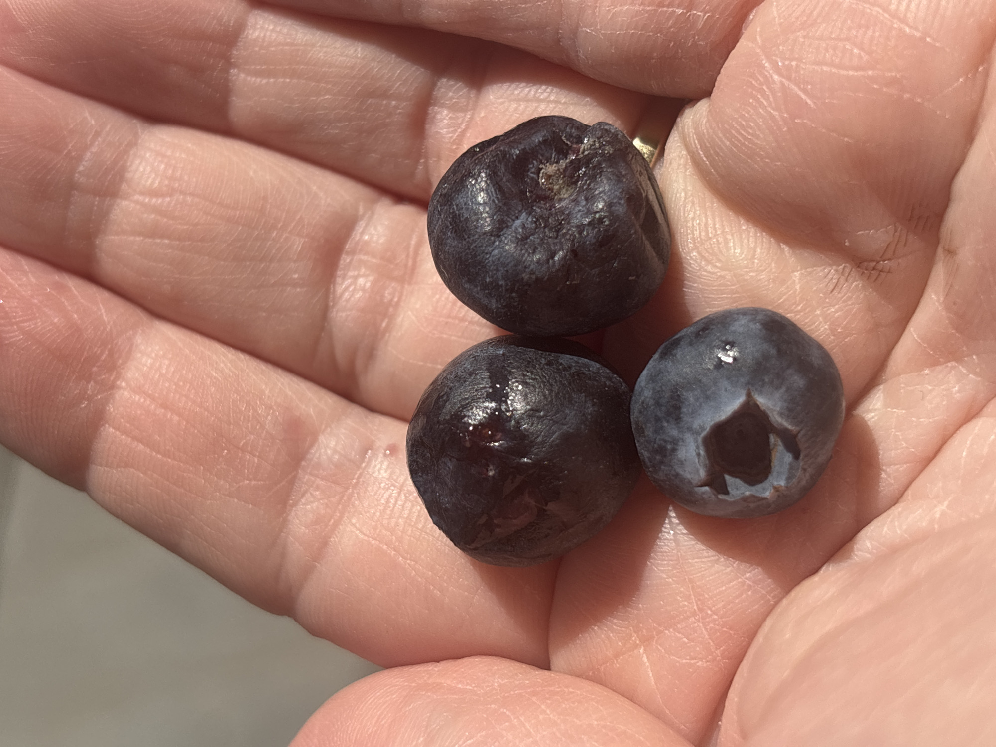 Sofia resident documents blueberries, medical center visit, store display