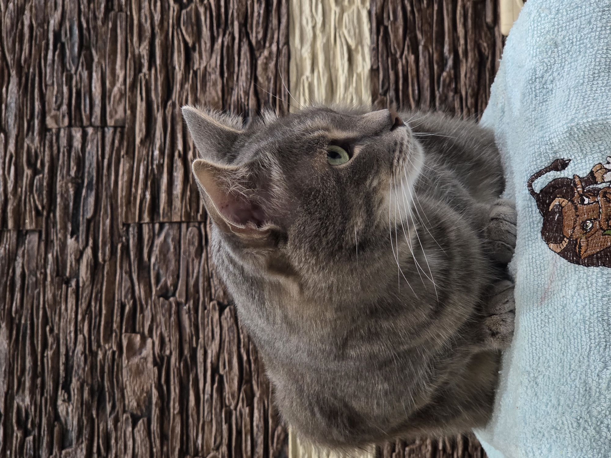 Grey tabby cat documented through evening activities and twilight observations