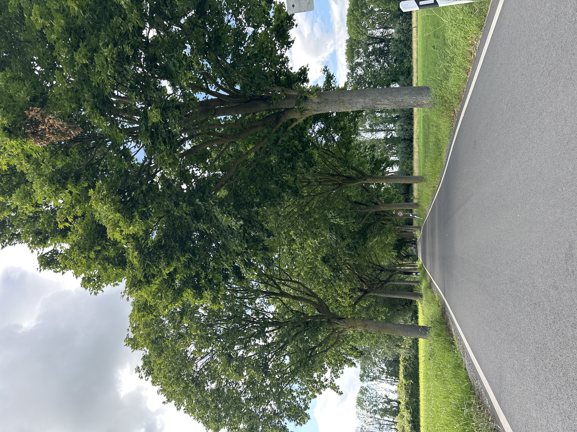 Afternoon stroll through Krefeld's tree-lined roads and meadows