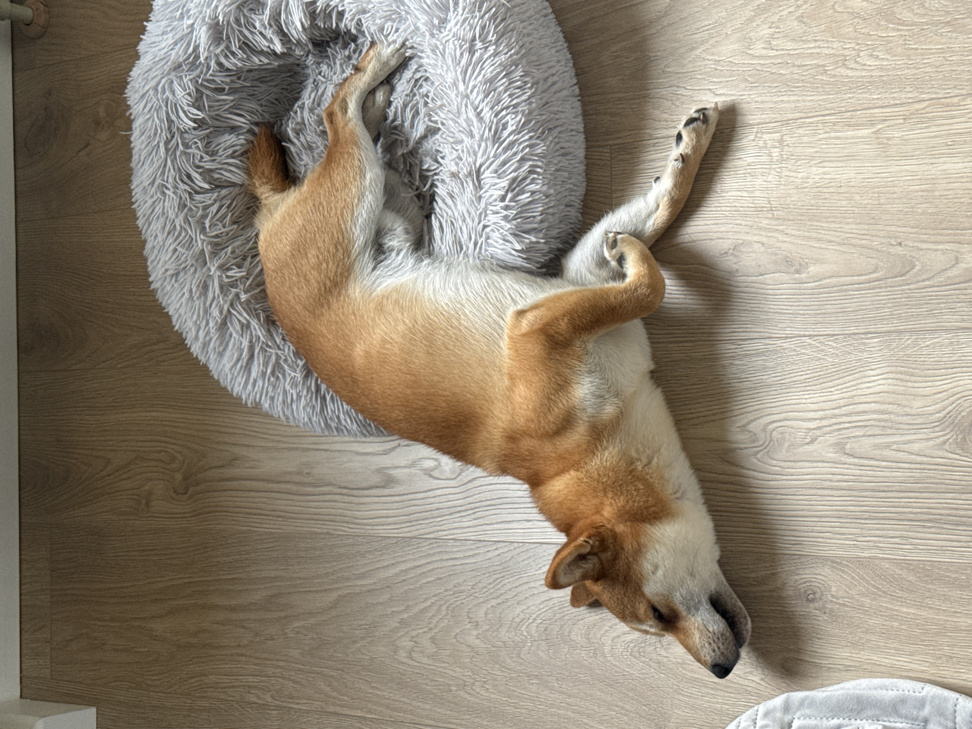 Dog rests peacefully amid cloudy skies in Carnikava, Latvia