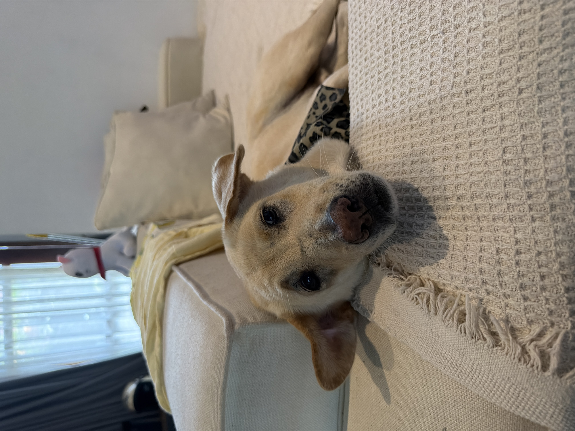 Dogs and a toddler at home in North Kuta, Bali
