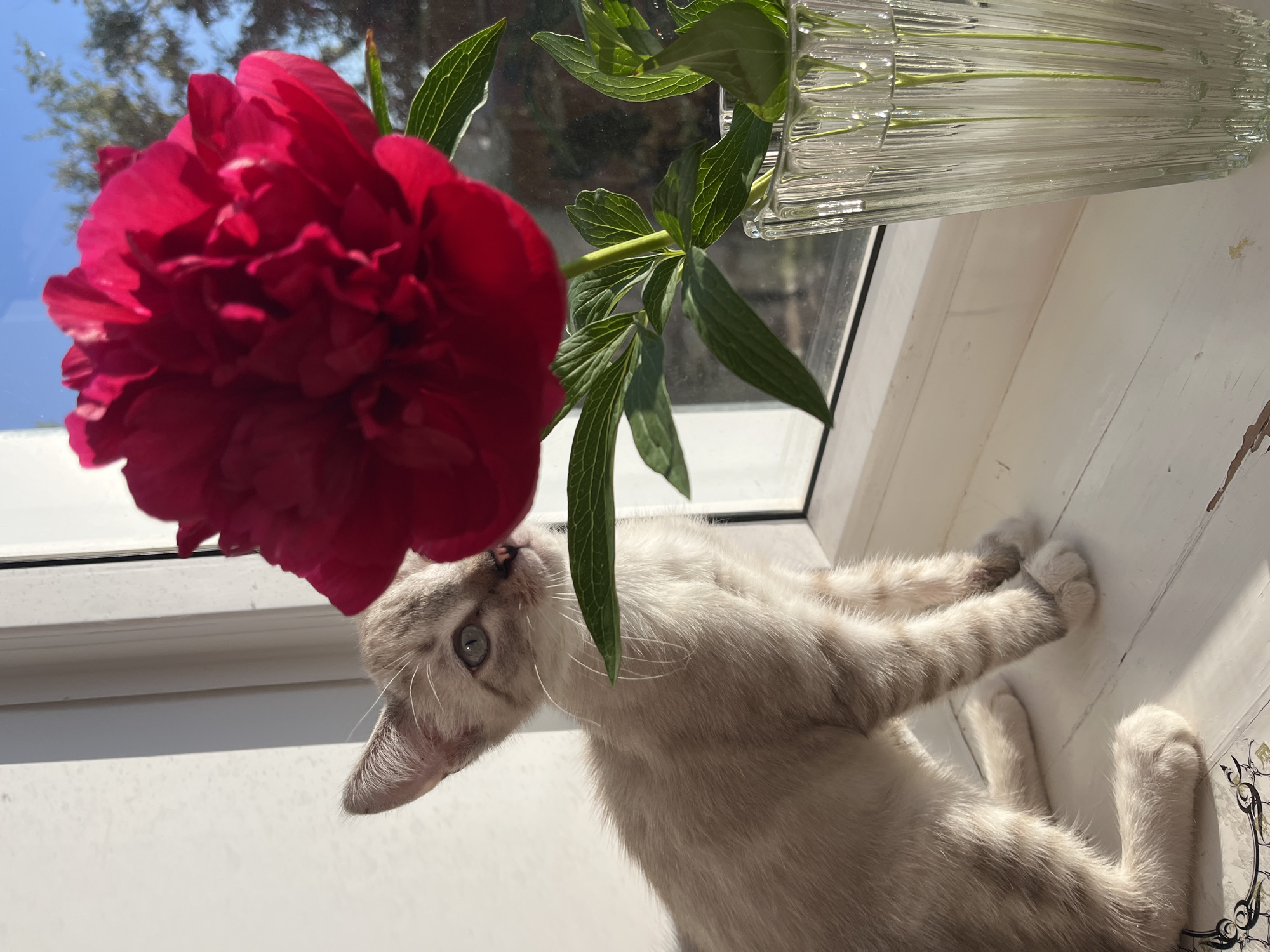 Kitten and flowering tree observed in sunny conditions