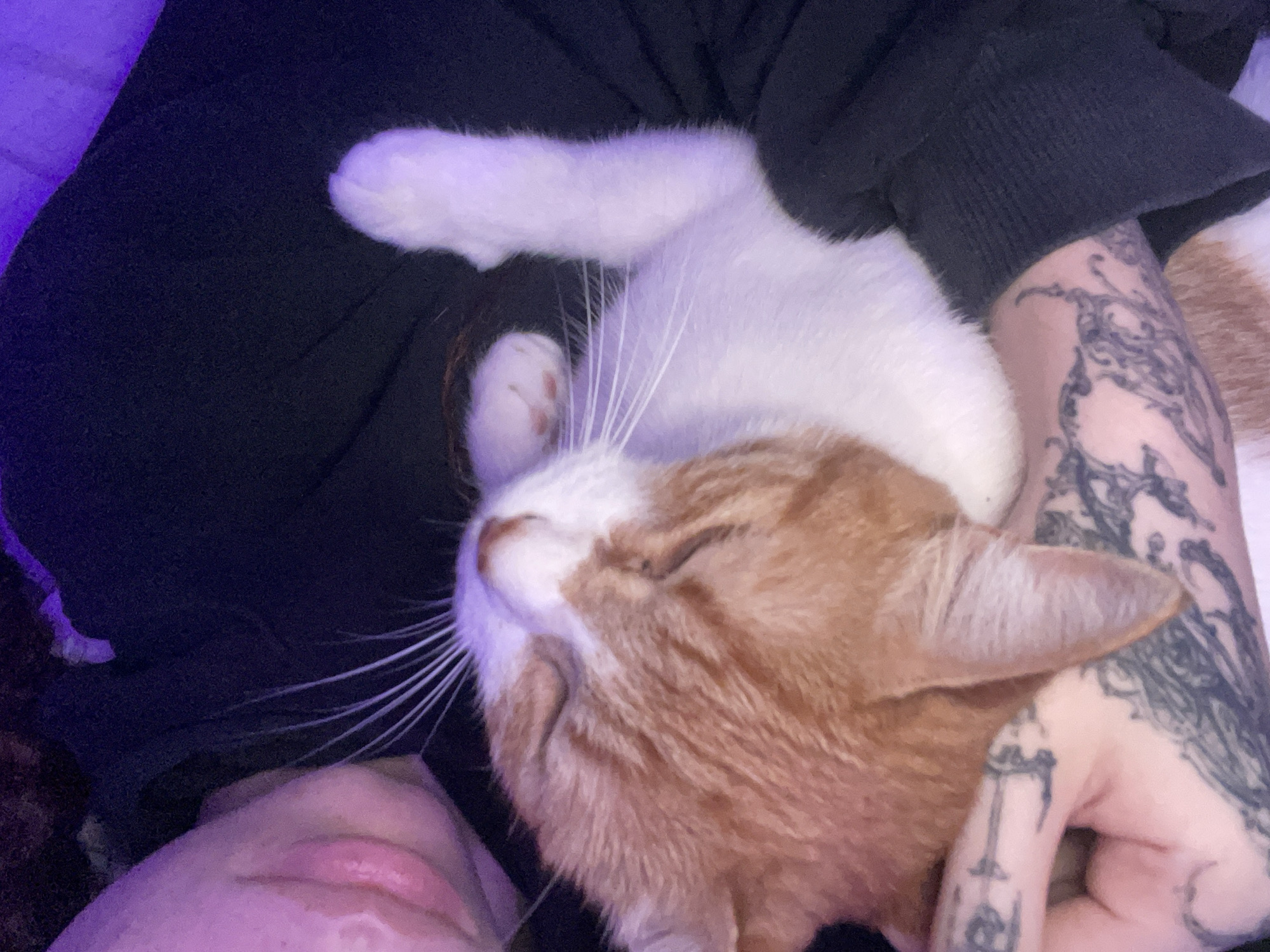 Person with tattooed arms holds orange cat in Buenos Aires