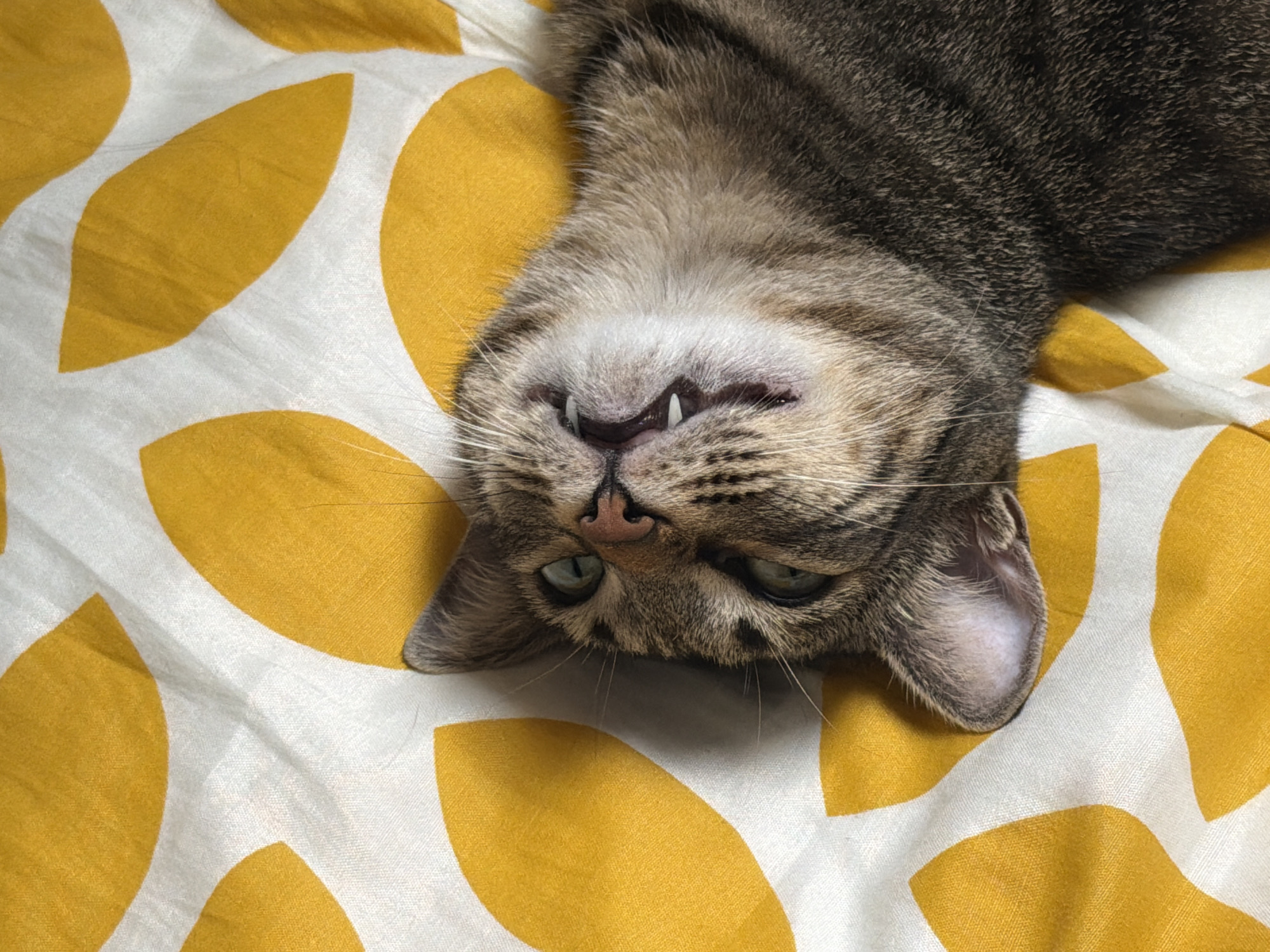 Tabby cat relaxes on patterned bedding in Milan home