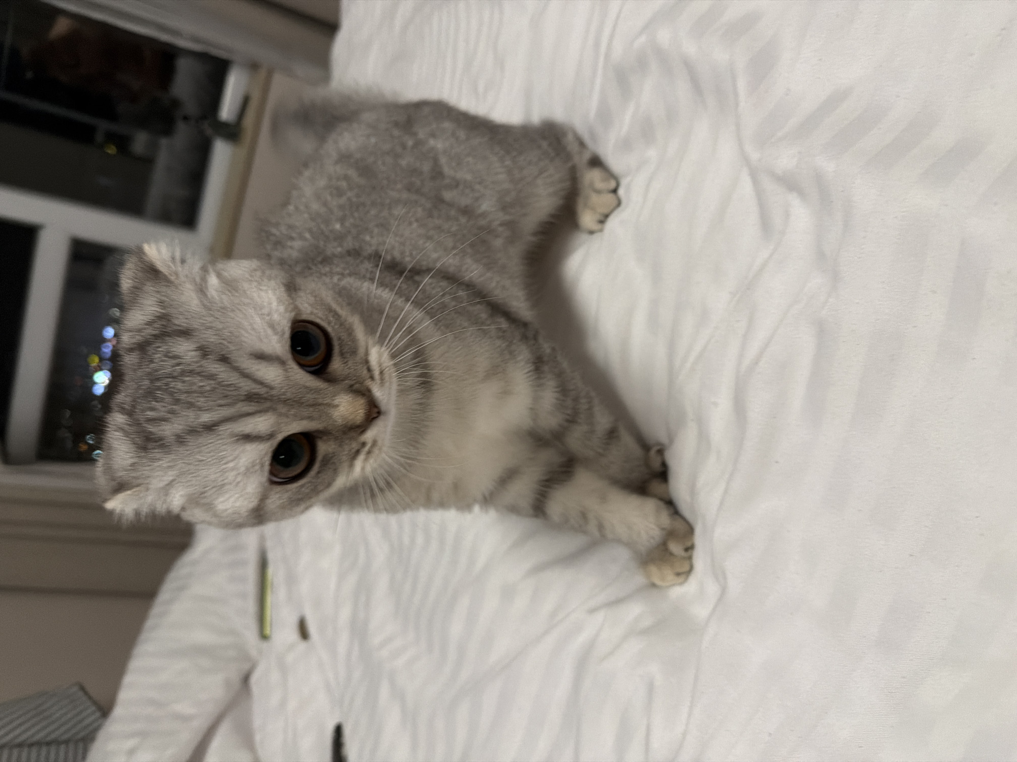 Scottish Fold cat spotted resting on white bedspread indoors