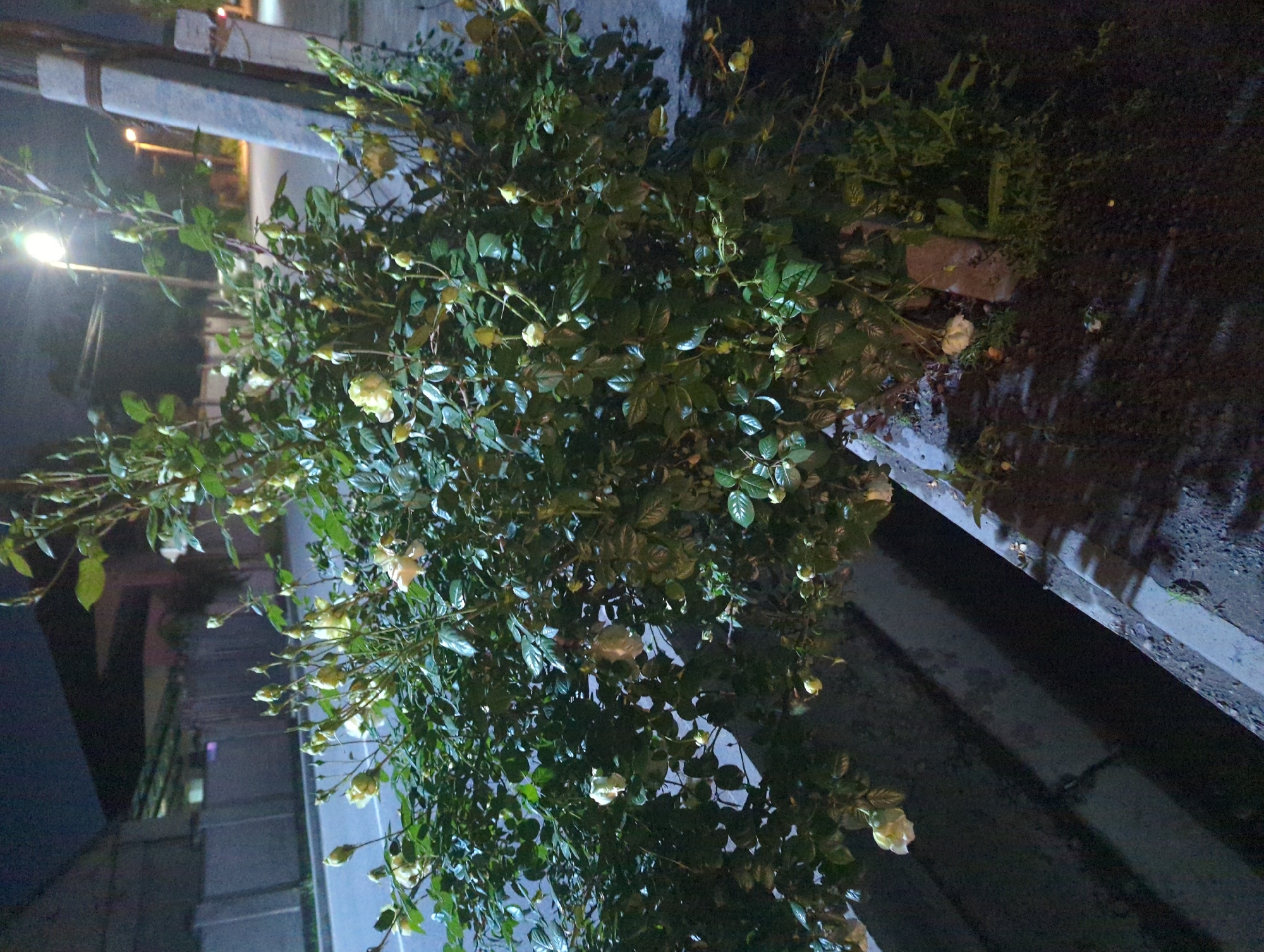 Evening urban scenes documented across Bishkek neighborhoods