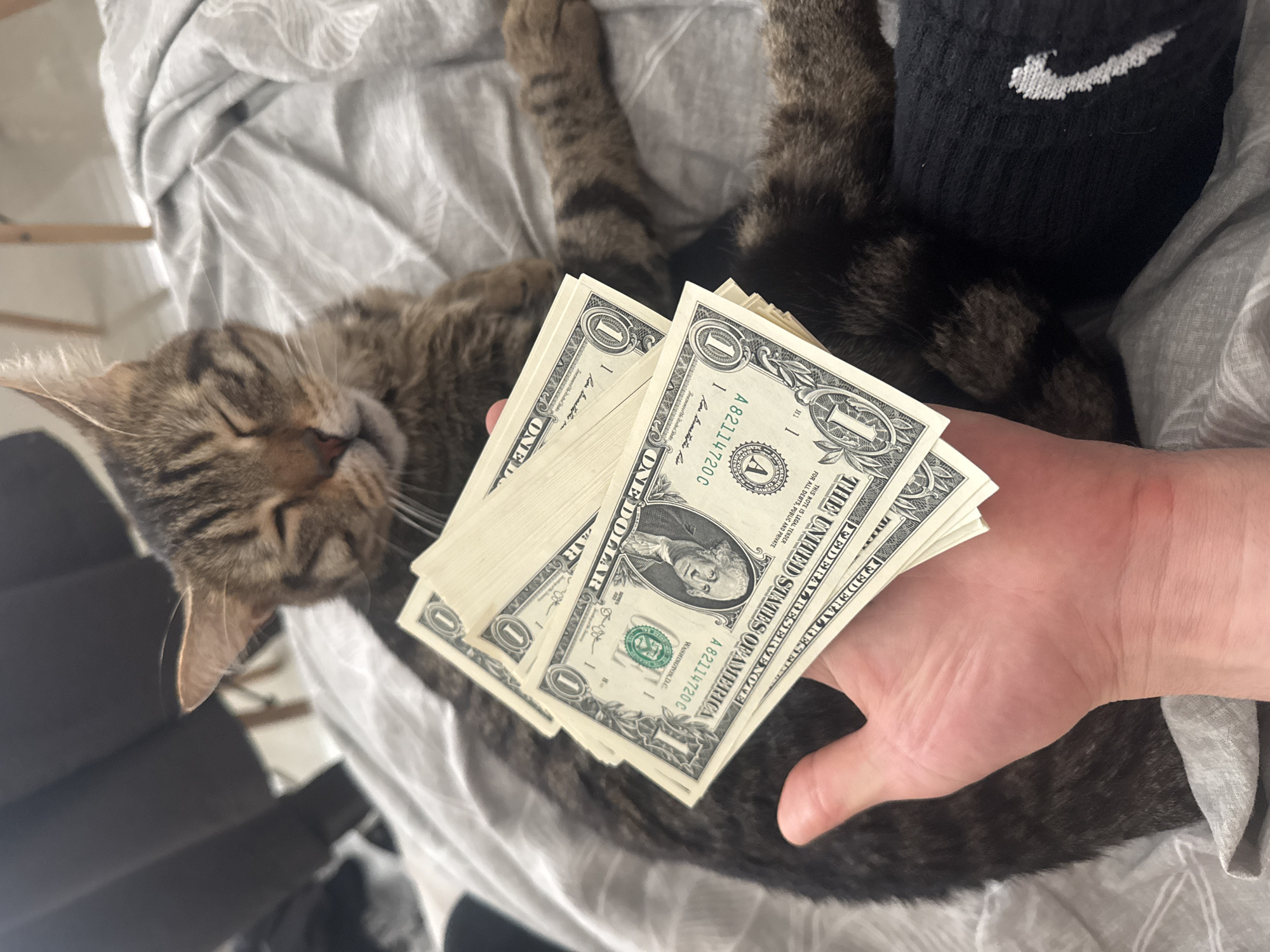 Cat photographed with dollar bills on bedspread in Tel Aviv