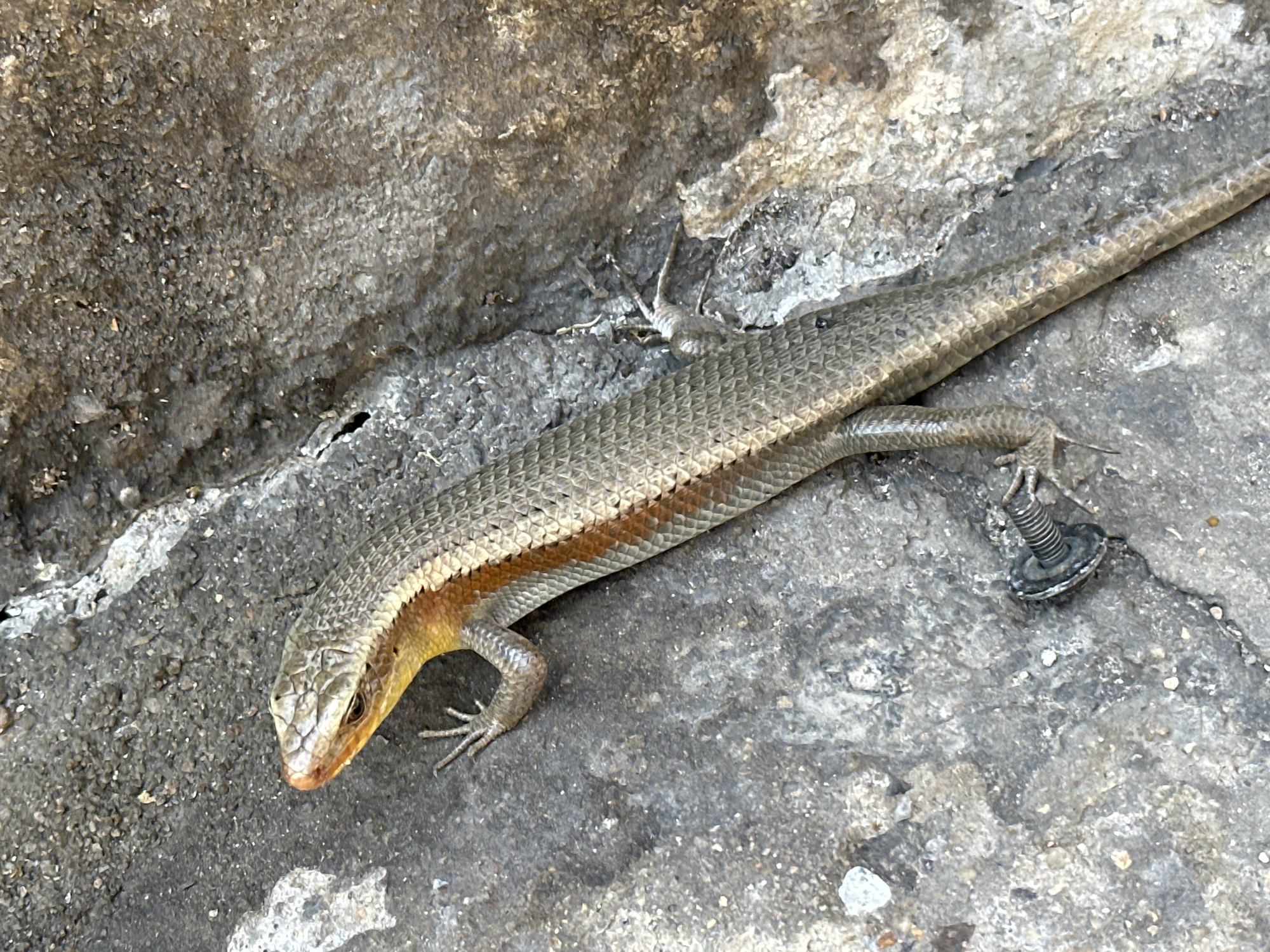Lizard-watching on a Nha Trang street, plus bikes and sugarcane