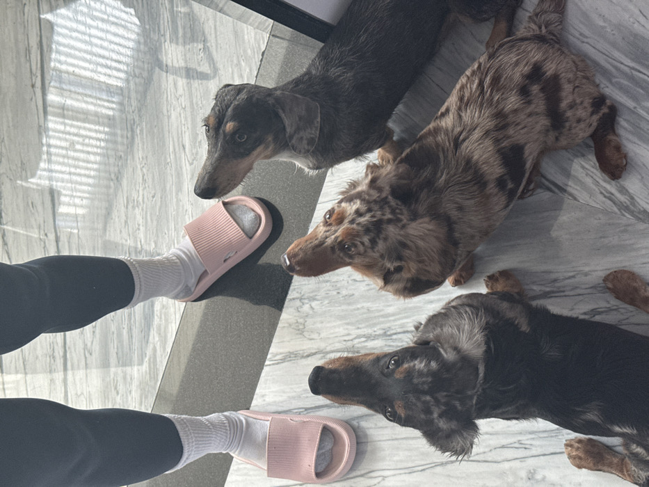 Three dachshunds gather around person in Zapopan