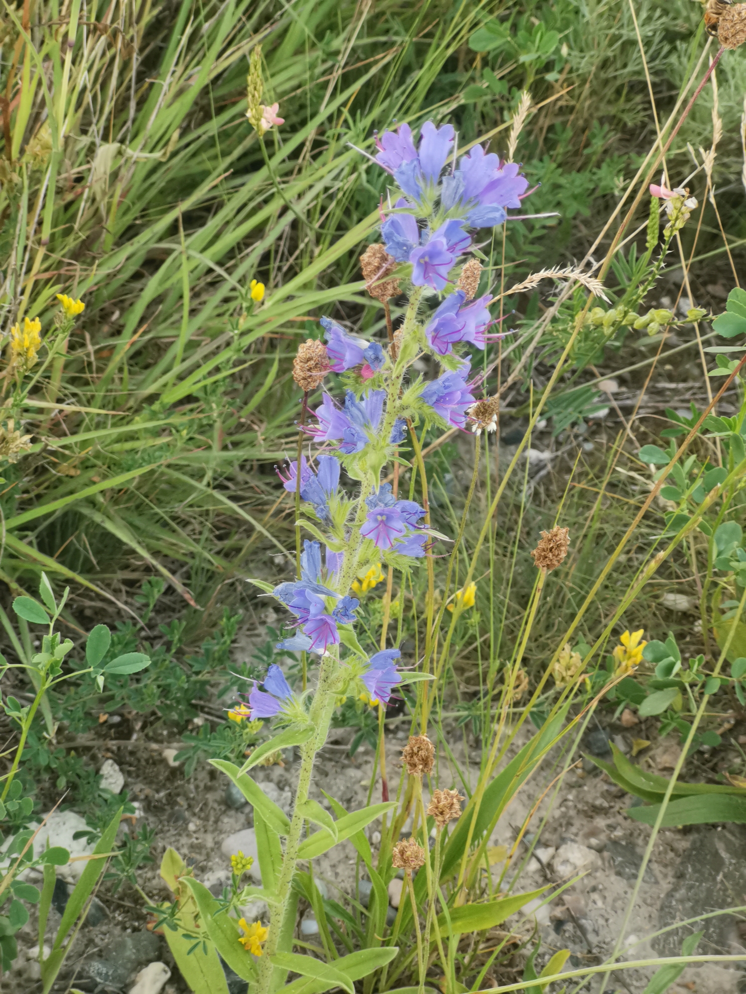 Wildflowers and rural landscapes along a Kubina countryside path