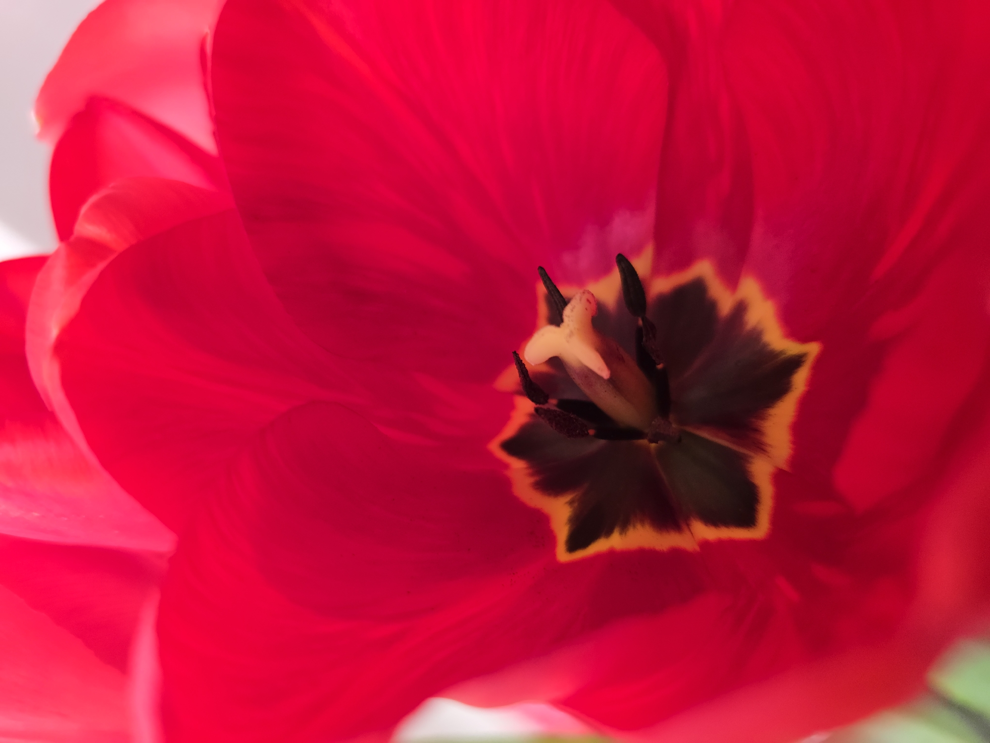 Easter preparations documented across Varna, Bulgaria homes