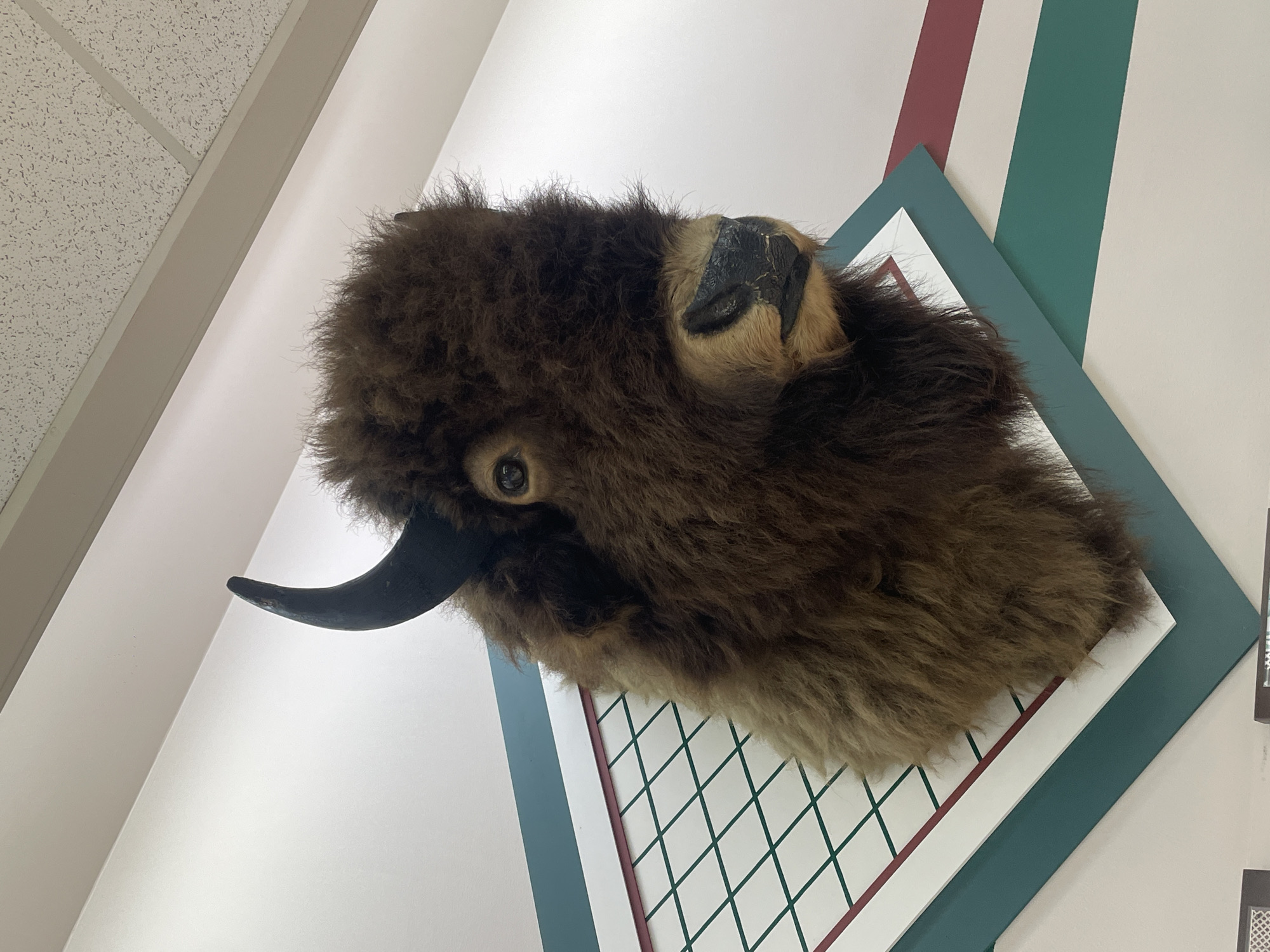 Taxidermied bison head spotted mounted on Charlevoix wall