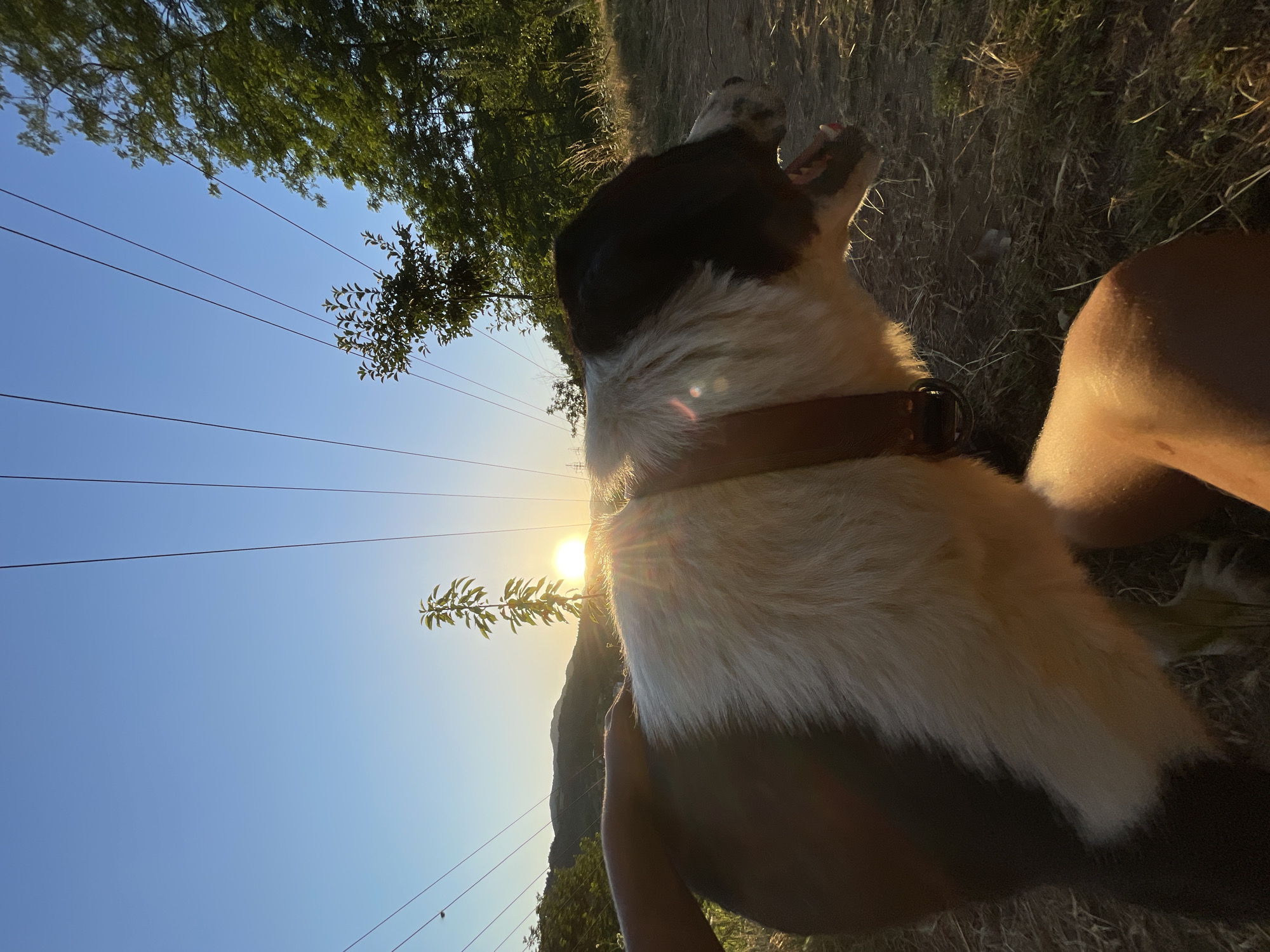 Dogs and chickens on a quiet afternoon in rural Zlatograd