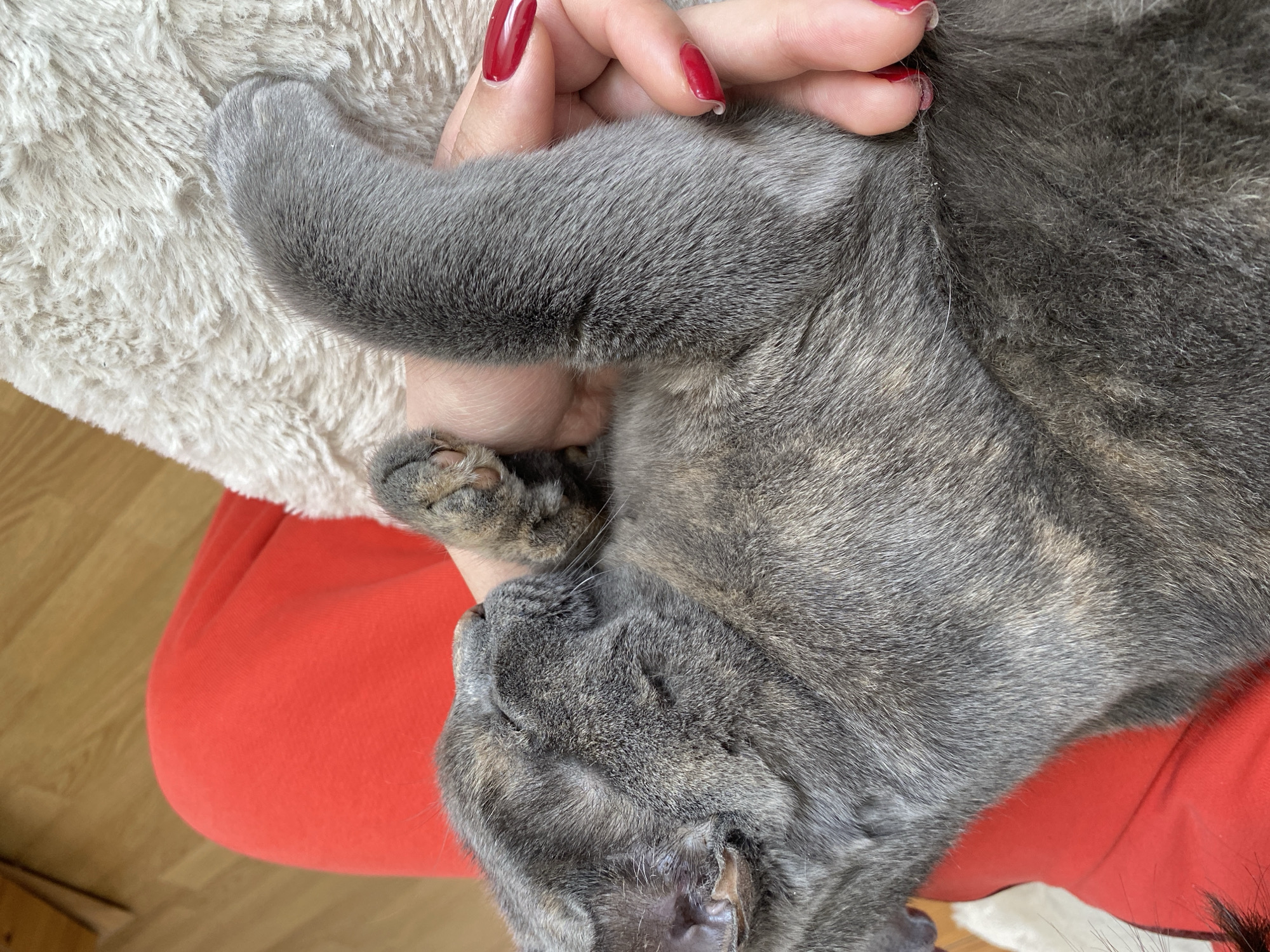 Woman and gray tabby cat photographed in Björklinge, Sweden